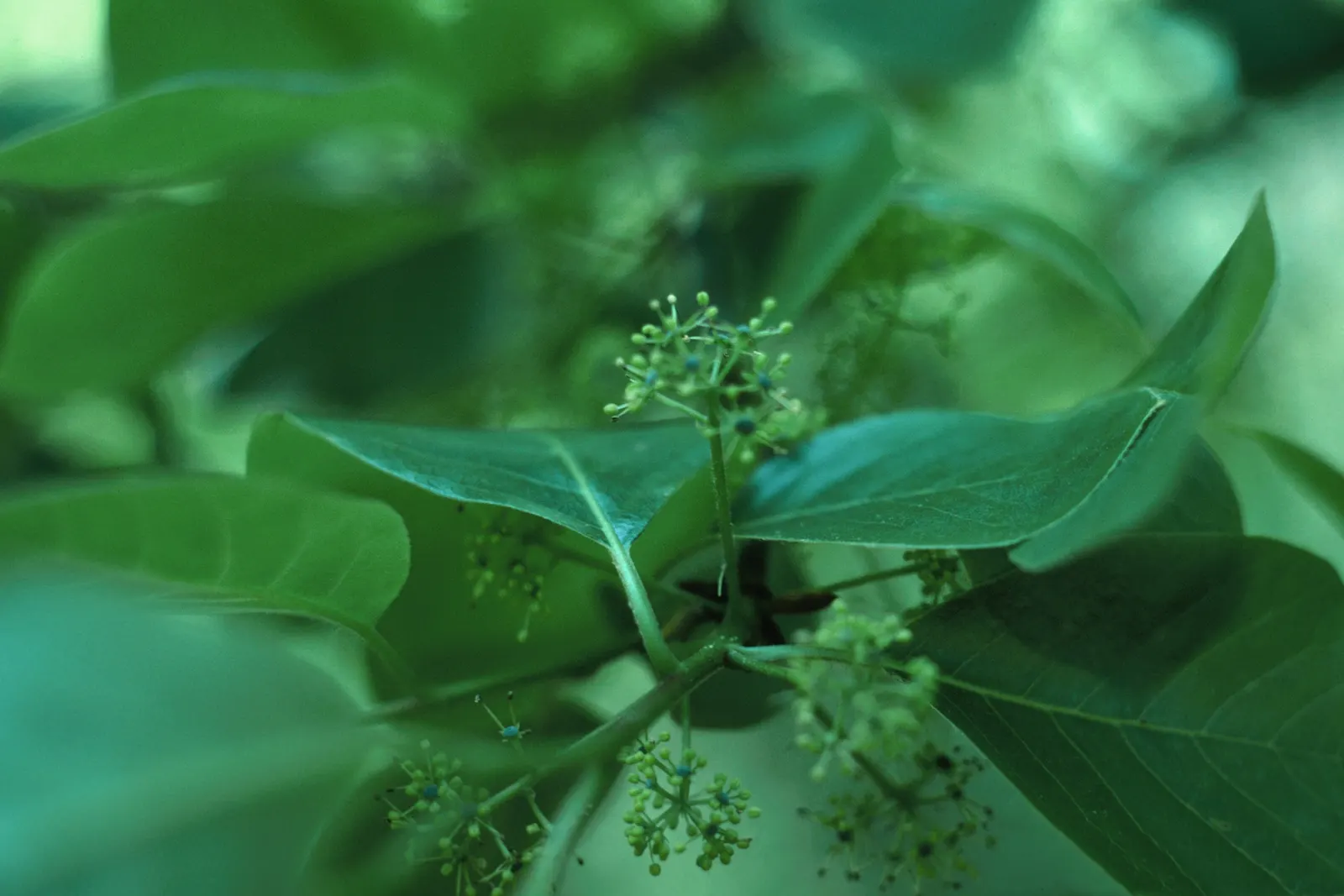 Sour Gum (Nyssa Sylvatica) — making it an excellent choice for diverse landscape designs; is a stately deciduous tree