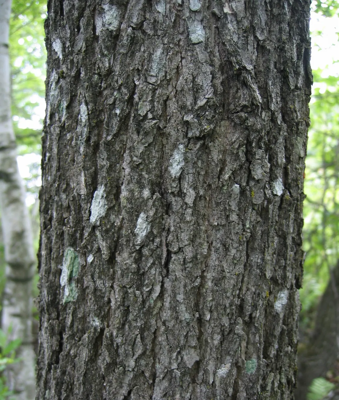 Sour Gum (Nyssa Sylvatica) — typically reaches a mature height of 30 to 50 feet with a spread of 20 to 30 feet; tree with green and white blooms