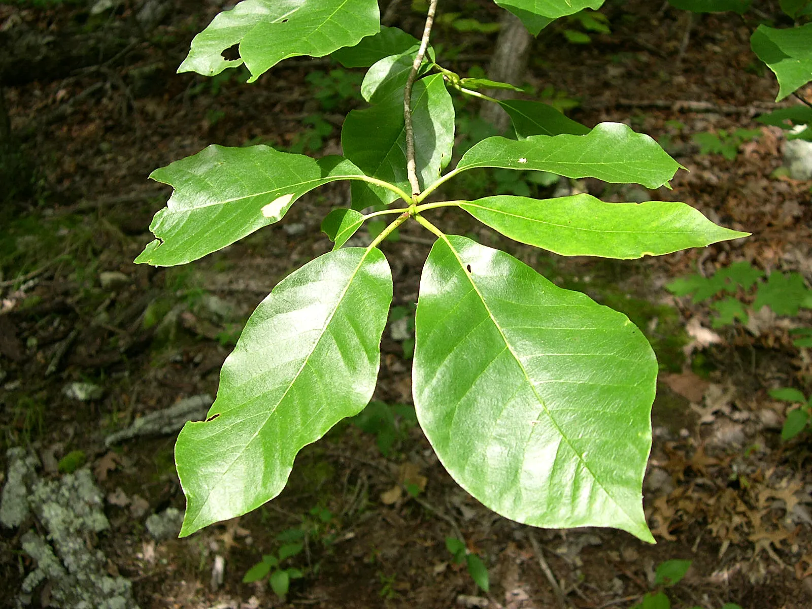 Sour Gum (Nyssa Sylvatica) — dark green leaves that transform into a spectacular display of reds; shifting from orange to scarlet and purple
