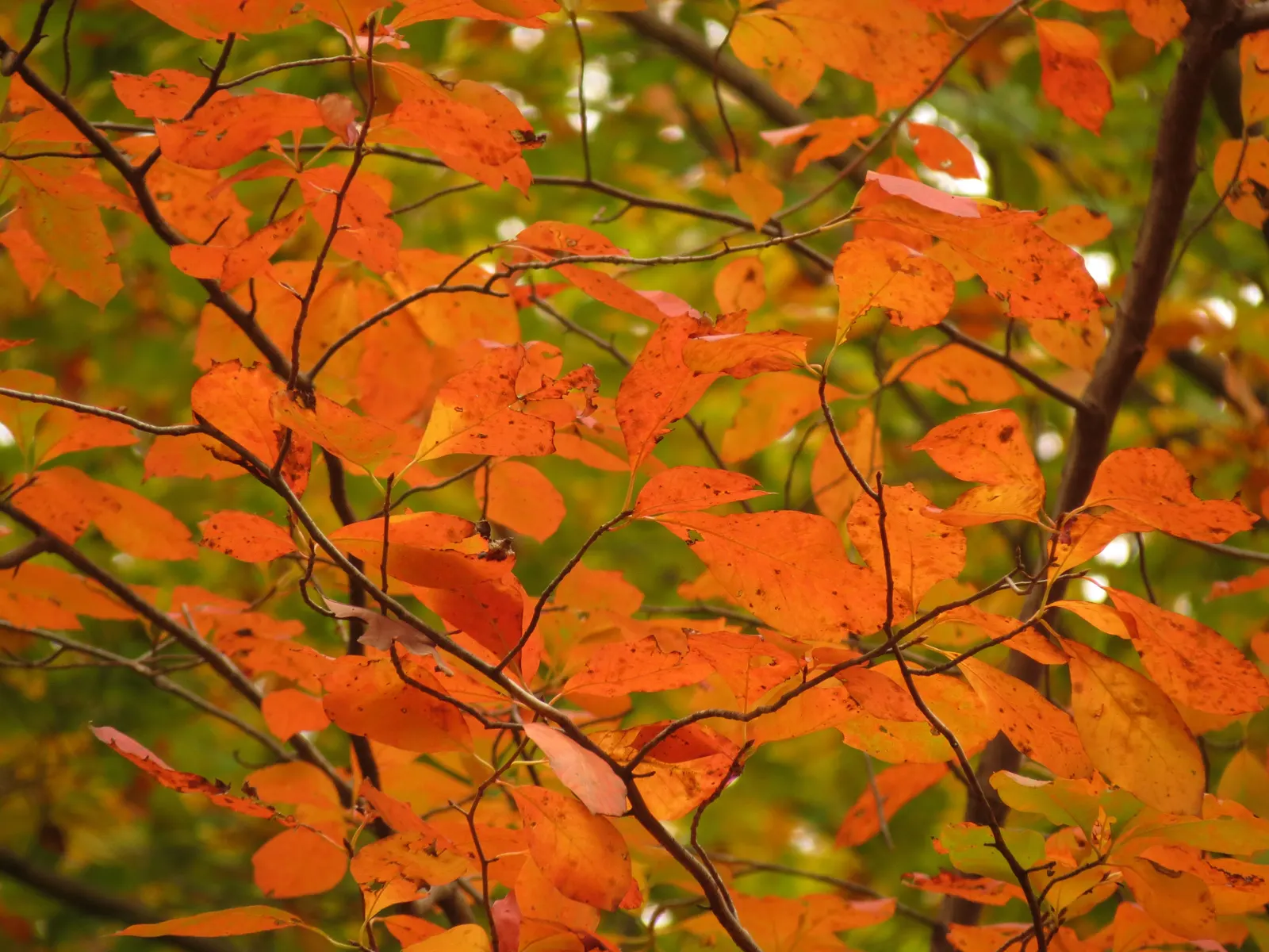Sour Gum (Nyssa Sylvatica) — acidic soils.<br><br>The tree has a pyramidal shape in its youth; prized for its straight trunk and glossy