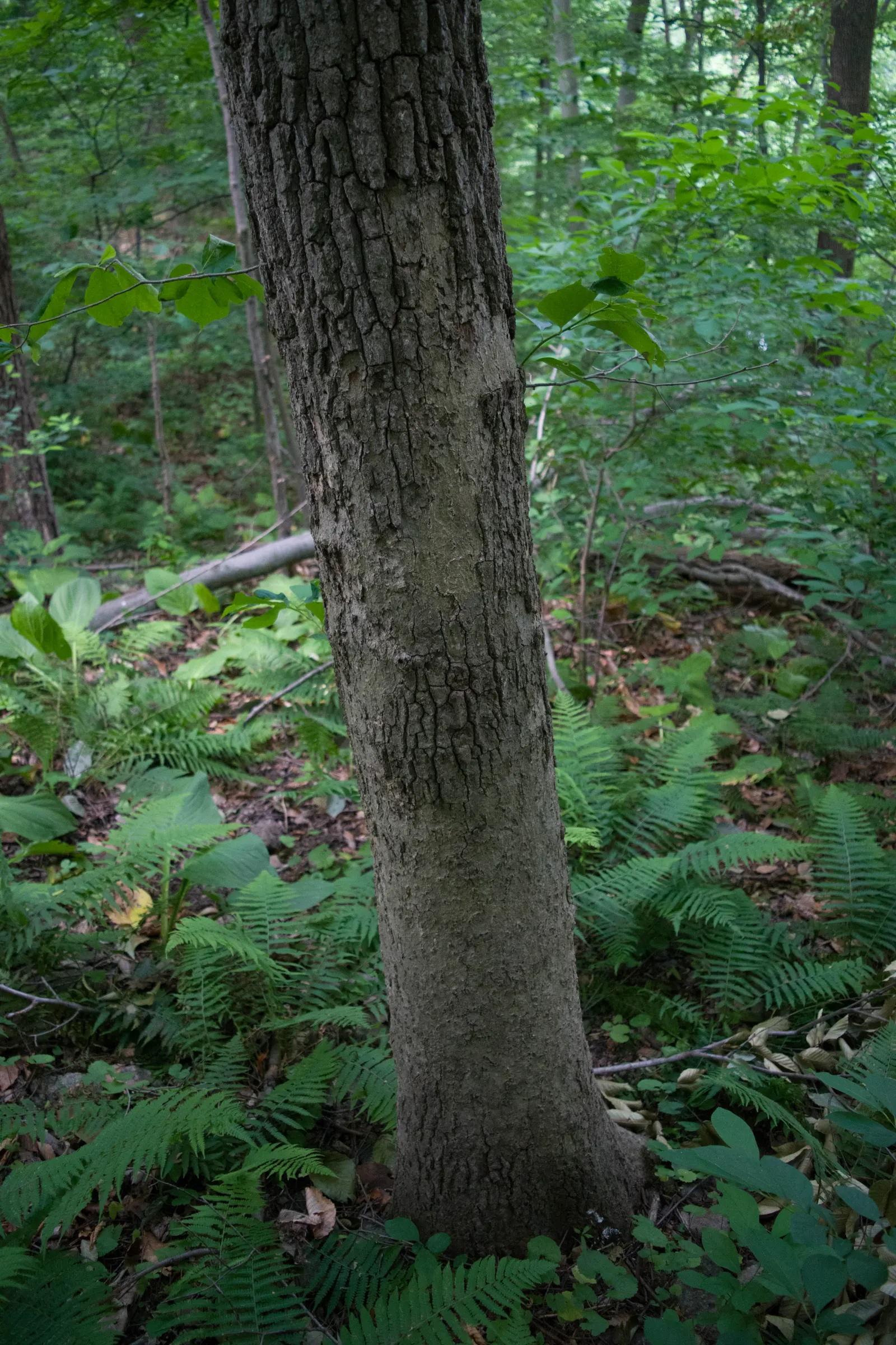 Sour Gum (Nyssa Sylvatica) — it‚Äôs ideal for adding vertical interest and autumnal drama in temperate landscapes; it showcases brilliant fall colors