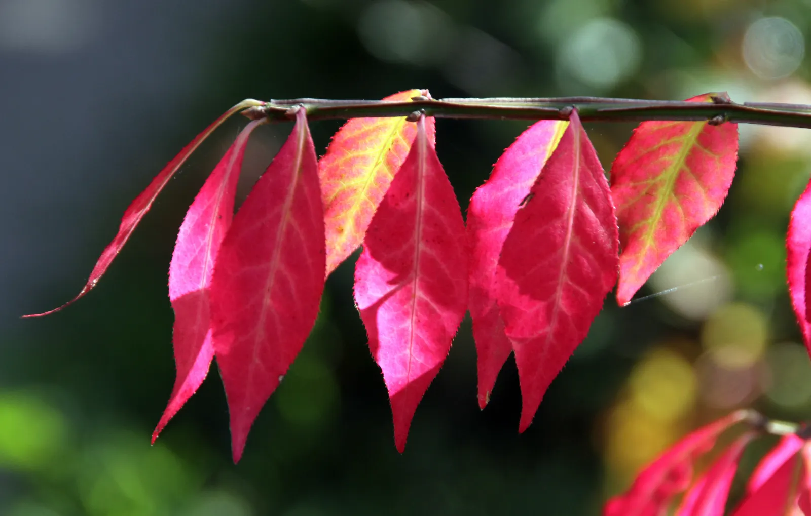 Sour Gum (Nyssa Sylvatica) — eventually maturing into a more rounded form - ideal for providing shade; is a compelling deciduous tree revered for its