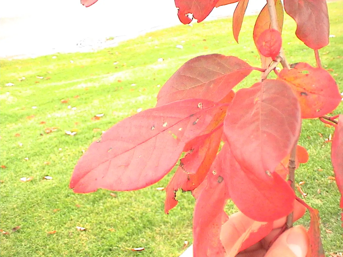 Sour Gum (Nyssa Sylvatica) — inconspicuous flowers in the spring; the Sour Gum thrives in full sun to partial shade and is highly adaptable to a variety of