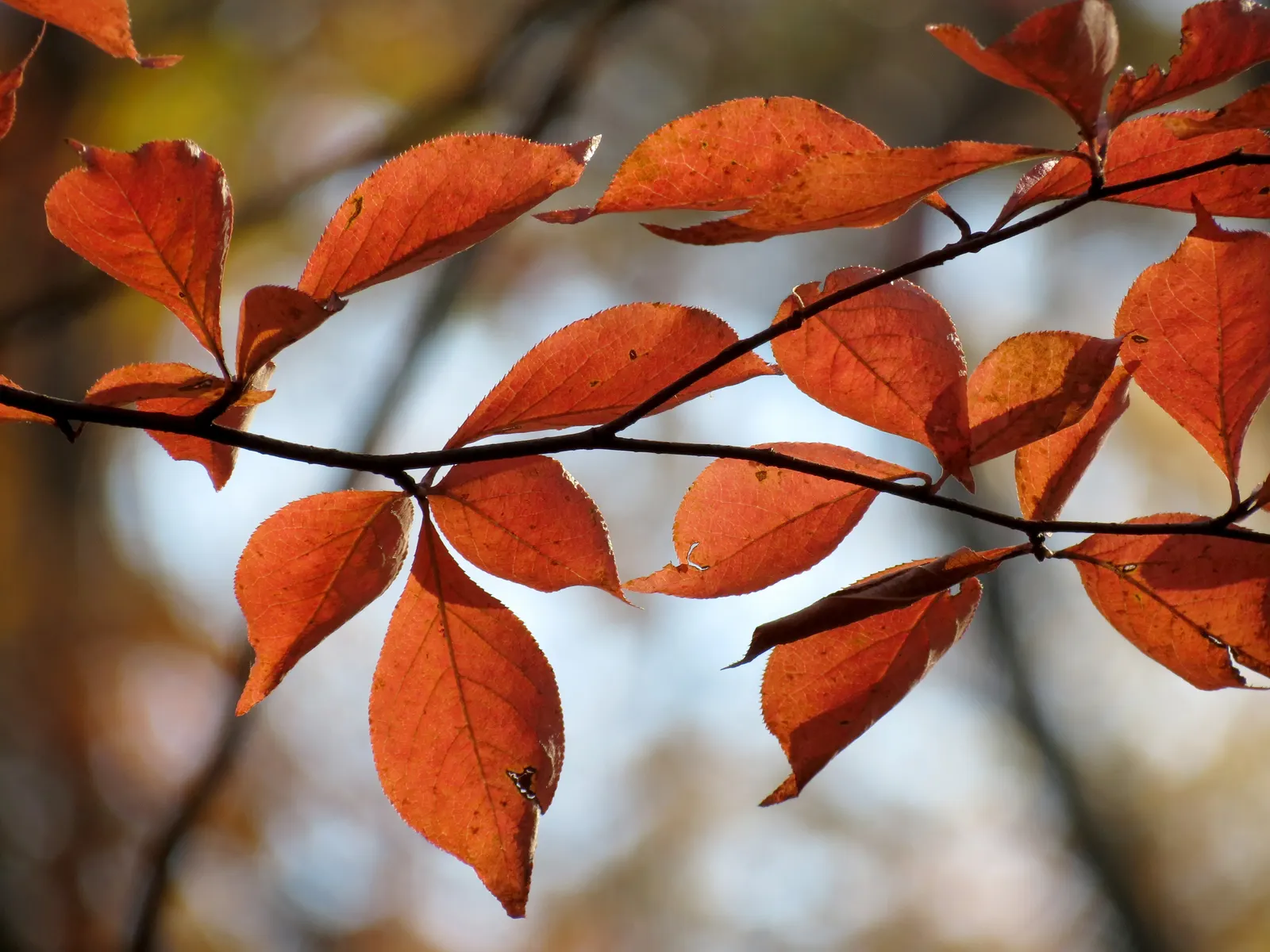 Sour Gum (Nyssa Sylvatica) — Its bark is another point of interest; it is deeply furrowed, providing a unique texture to the landscape; also commonly referred