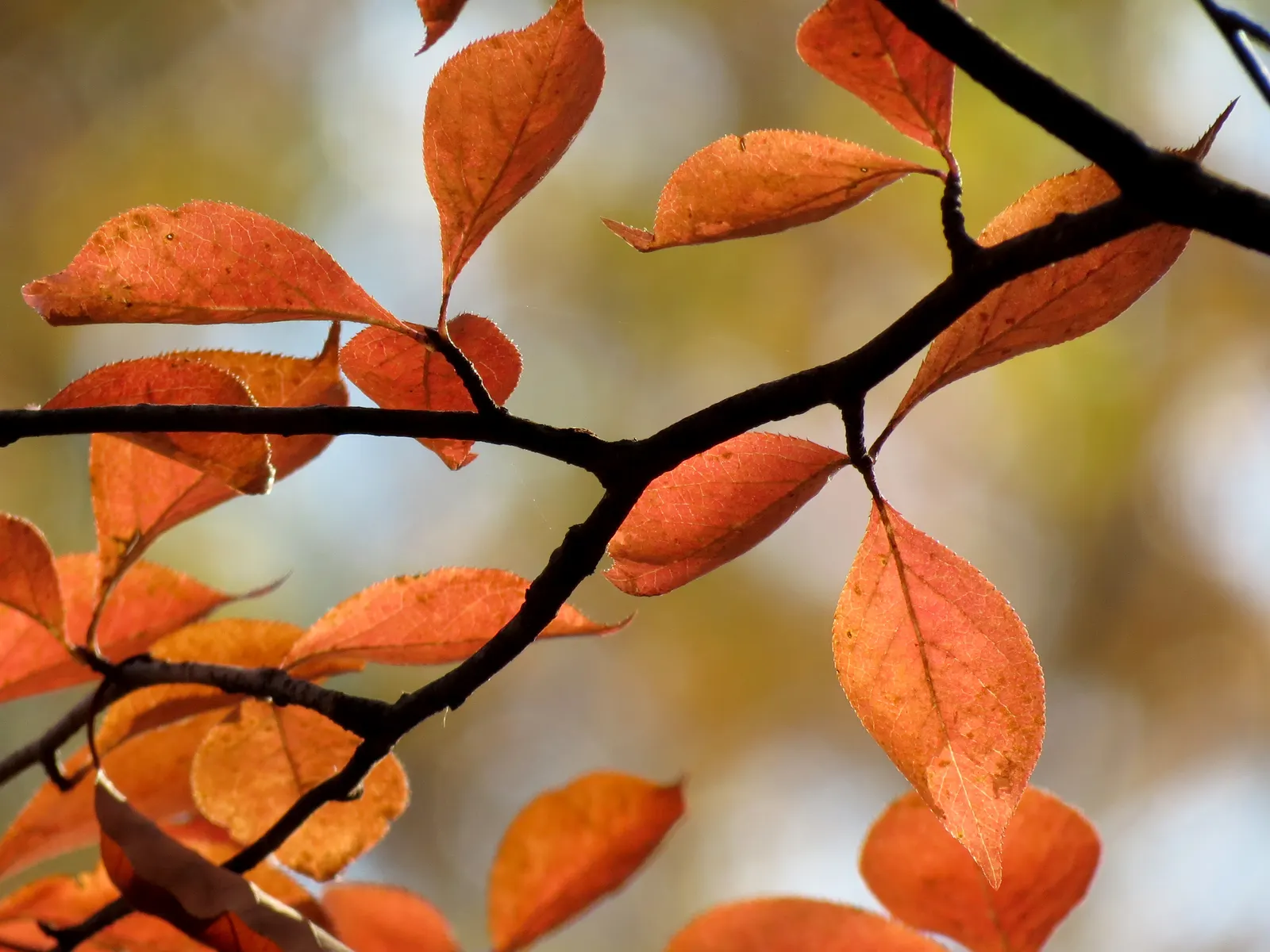 Sour Gum (Nyssa Sylvatica) — scientifically known as Nyssa sylvatica; this North American native