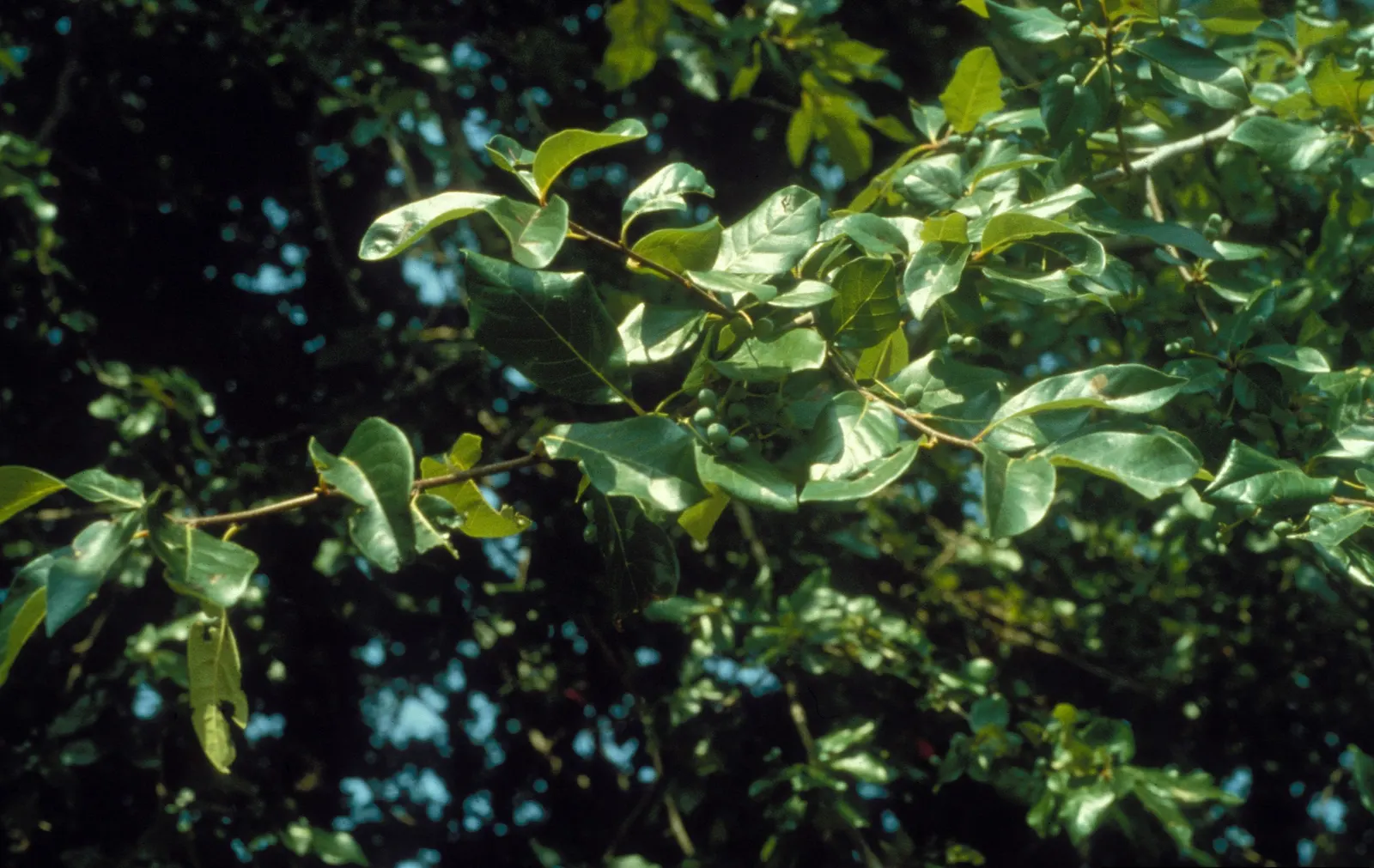 Sour Gum (Nyssa Sylvatica) — Tolerant of wet conditions; green and white flowers in the garden
