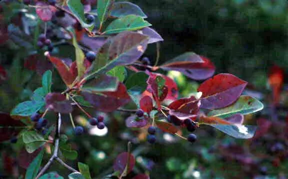 Sour Gum (Nyssa Sylvatica) — green and white flowers in the garden