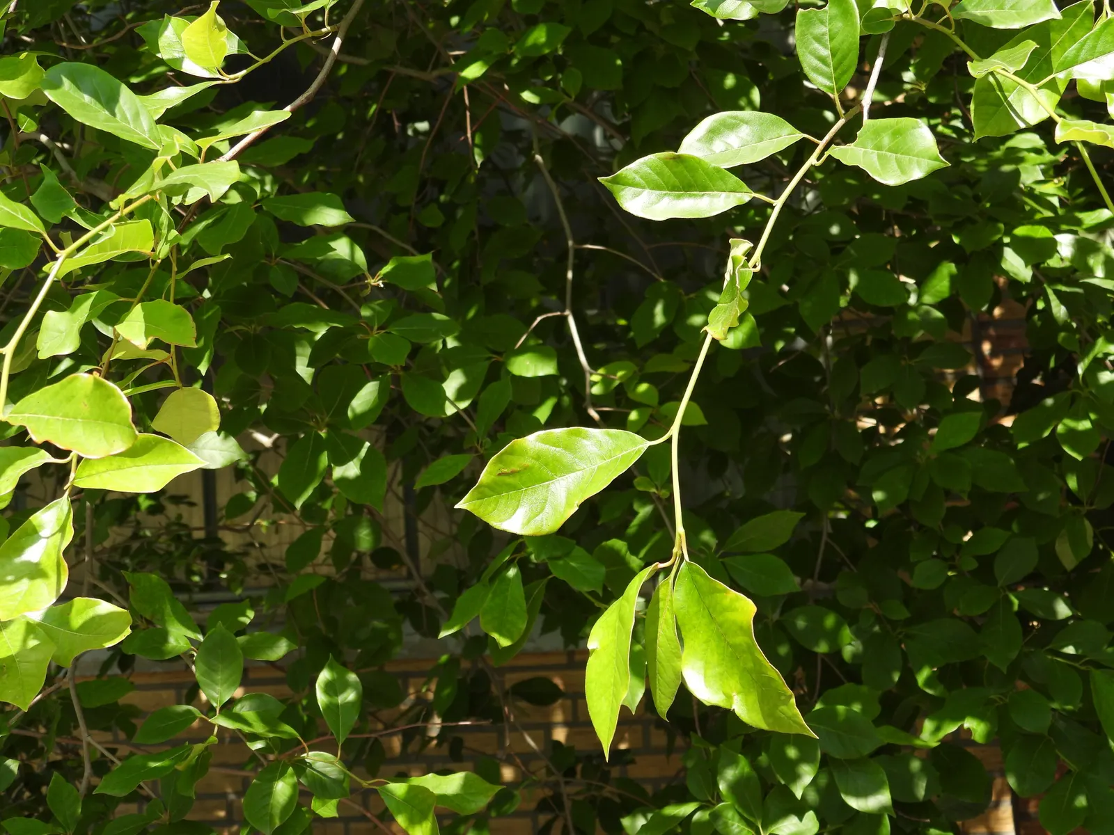 Sour Gum (Nyssa Sylvatica) — tree for full