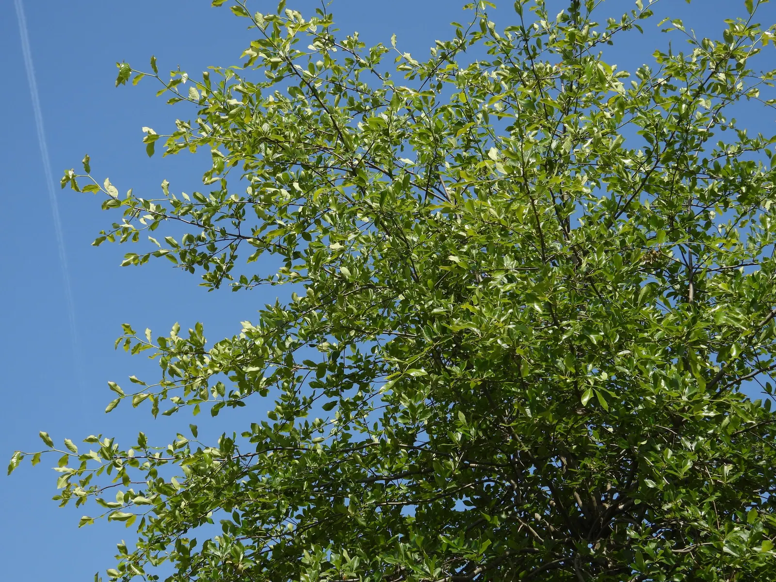 Sour Gum (Nyssa Sylvatica) — is a stately deciduous tree; making it an excellent choice for diverse landscape designs