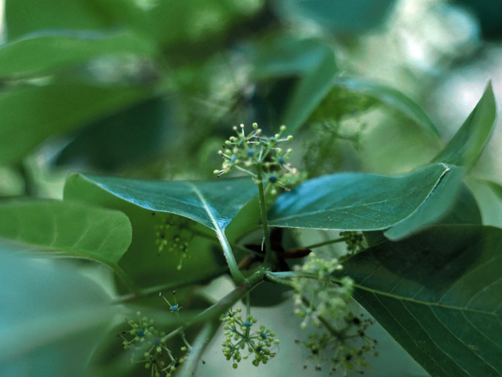 Sour Gum (Nyssa Sylvatica) — commonly known as Sour Gum or Black Gum; growing up to 70 feet tall with a spread of 30-50 feet