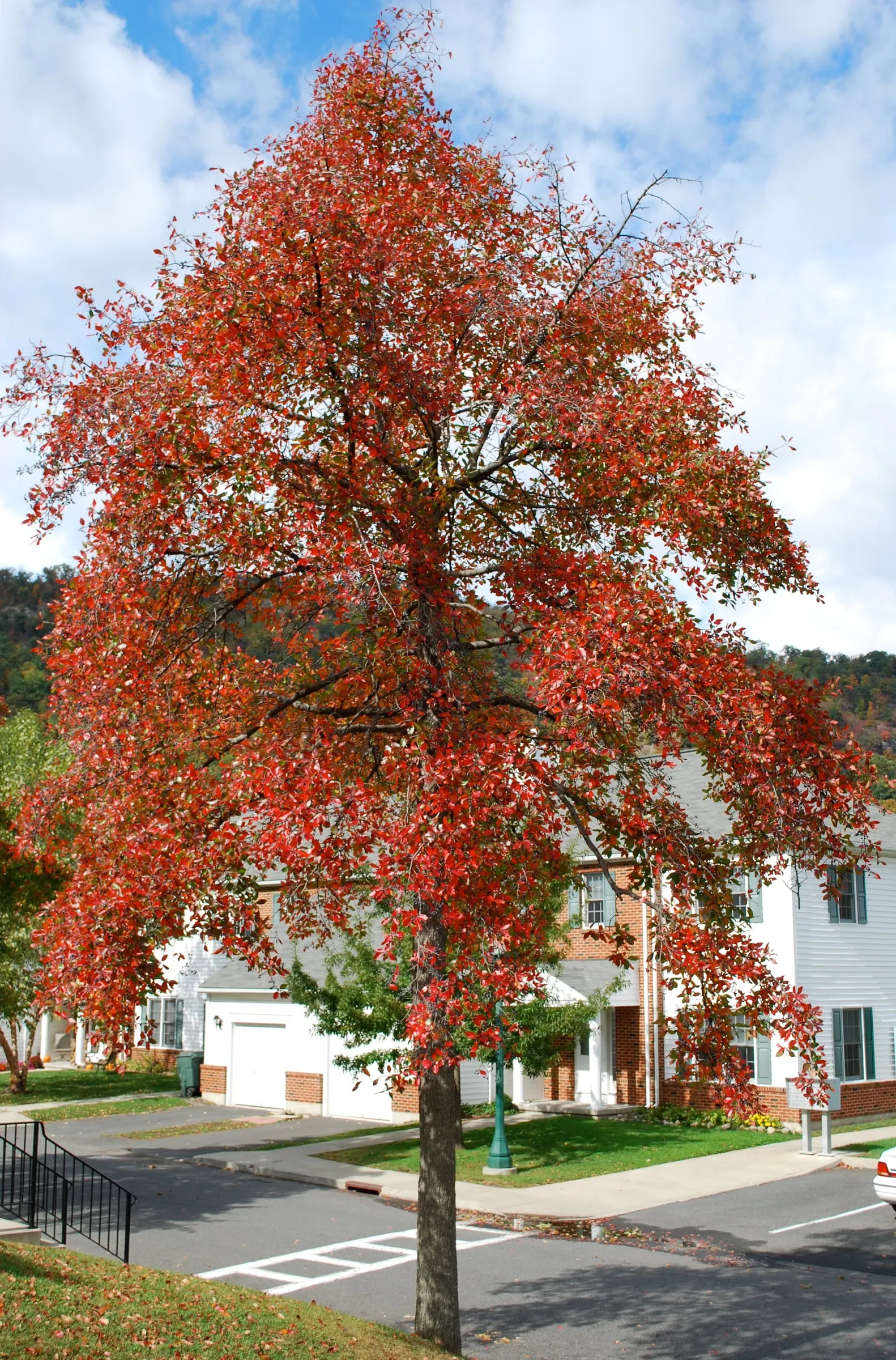 Sour Gum (Nyssa Sylvatica) — Growing up to 70 feet tall with a spread of 30-50 feet; commonly known as Sour Gum or Black Gum