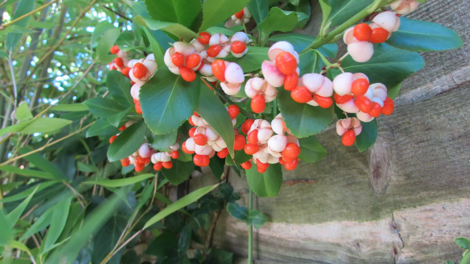 Purple-Leaf Winter Creeper (Euonymus Fortunei 'Colorata') — With a spread of 4-6 feet and a height reaching 1-2 feet
