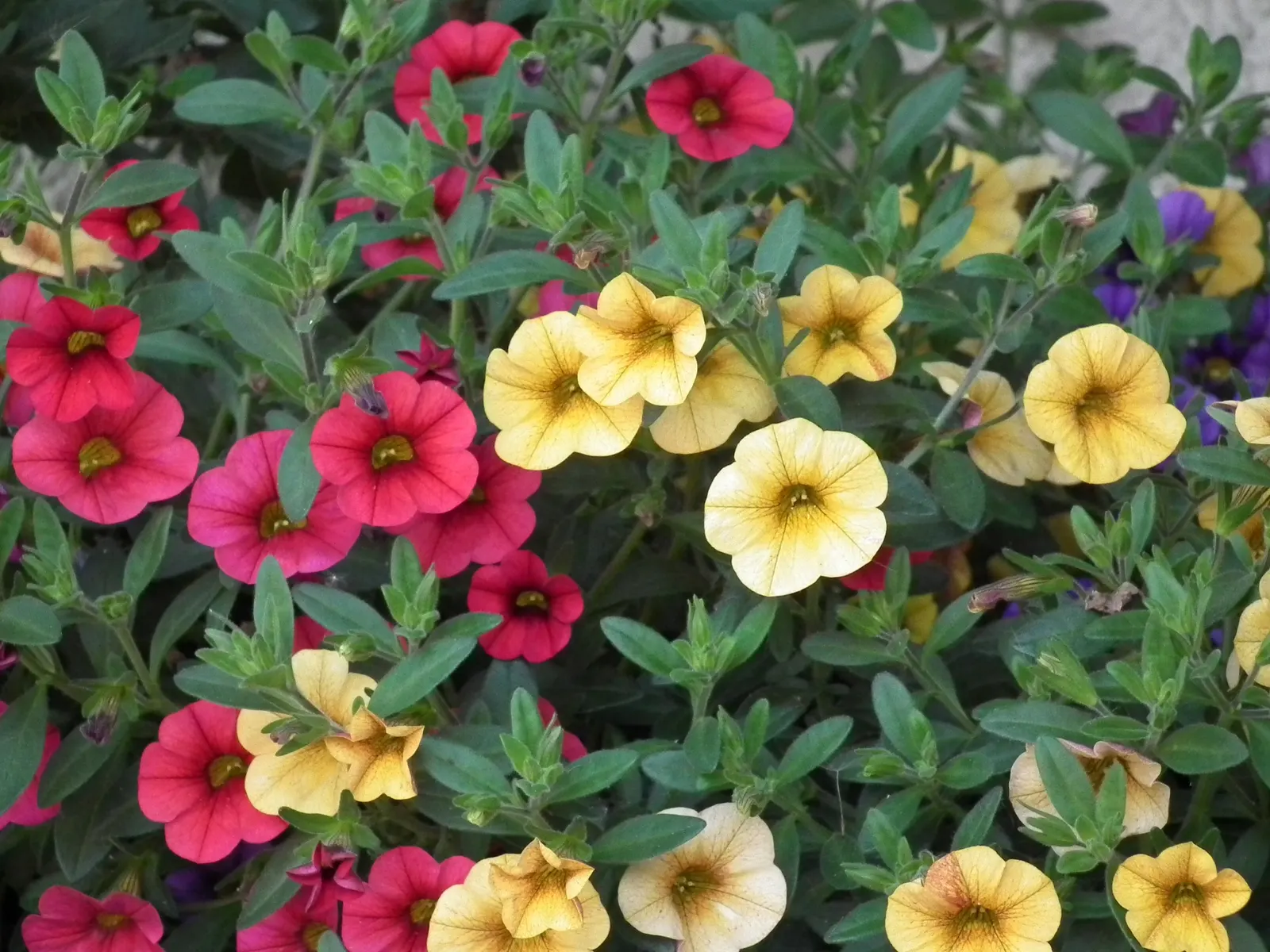 Yellow Million Bells (Calibrachoa 'Patio Yellow') — is a vibrant trailing annual