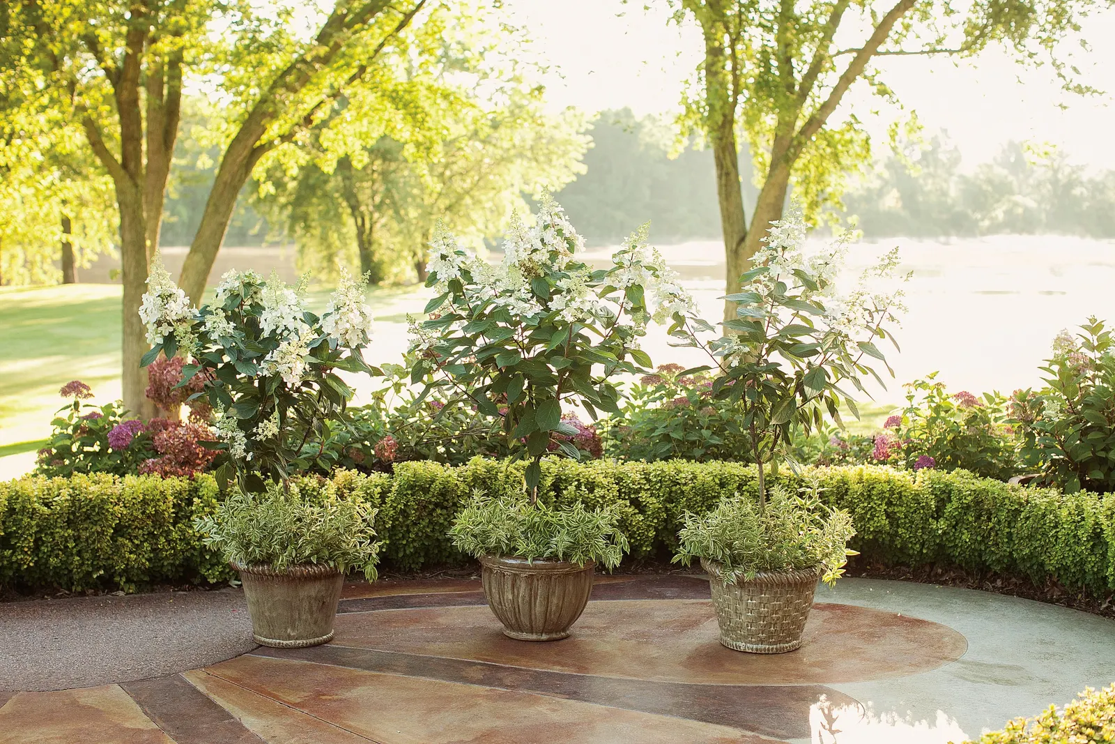 Pinky Winky® Panicle Hydrangea (Hydrangea paniculata) — The large white panicles open in mid to late summer