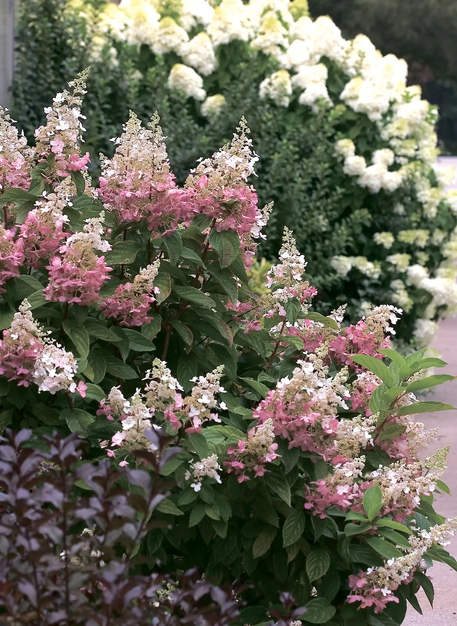 Pinky Winky® Panicle Hydrangea (Hydrangea paniculata) — and as summer turns to fall the florets at the base of the panicles turn pink
