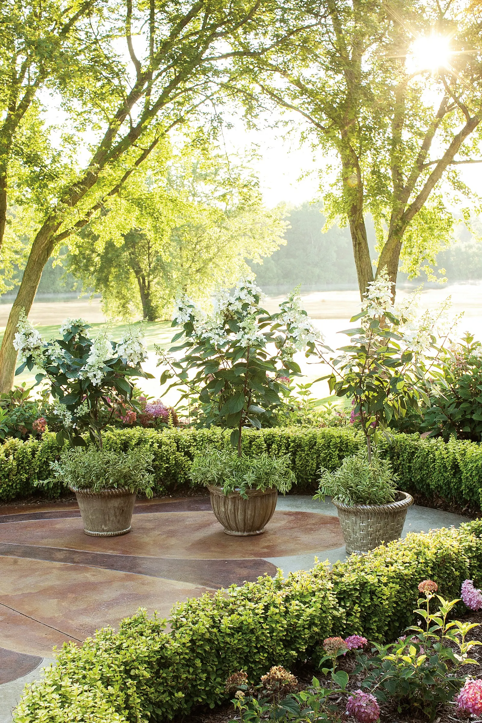 Pinky Winky® Panicle Hydrangea (Hydrangea paniculata) — The two-toned hydrangea flower panicles continue to grow, producing new white florets at the tip