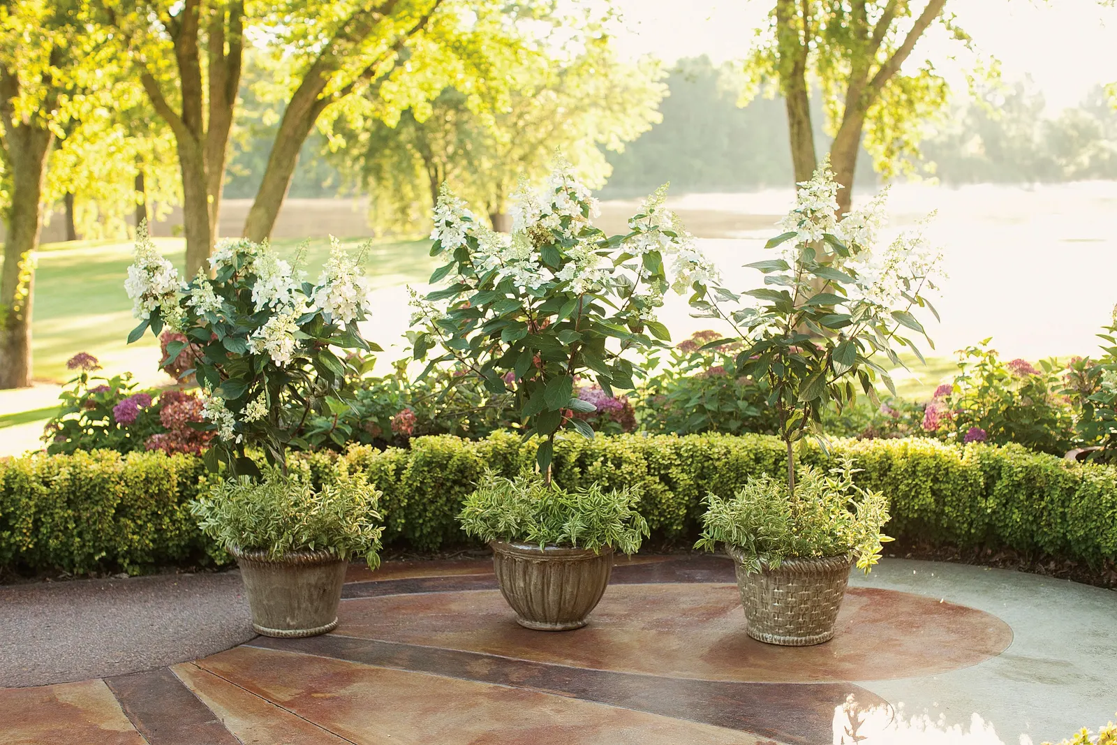 Pinky Winky® Panicle Hydrangea (Hydrangea paniculata) — information and resources