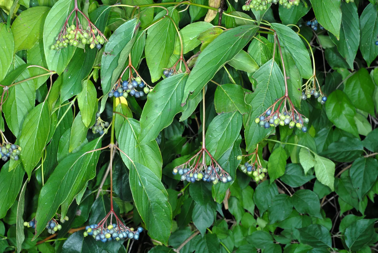 Silky Dogwood (Cornus Amomum) — well-drained soils and exhibits optimal growth in full sun to partial shade conditions