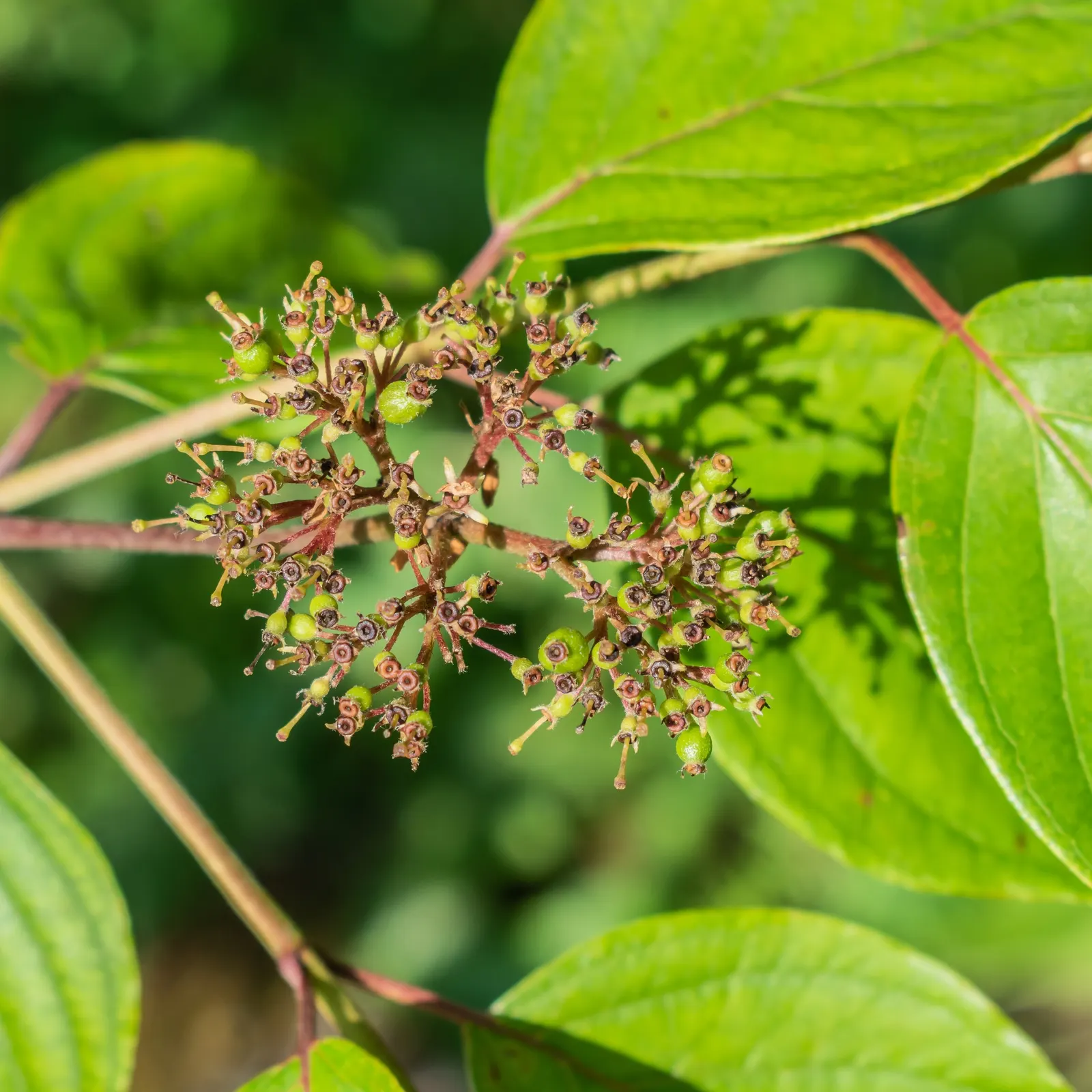 Silky Dogwood (Cornus Amomum) — deciduous shrub typically growing 6-12 feet tall with a spread of 6-12 feet