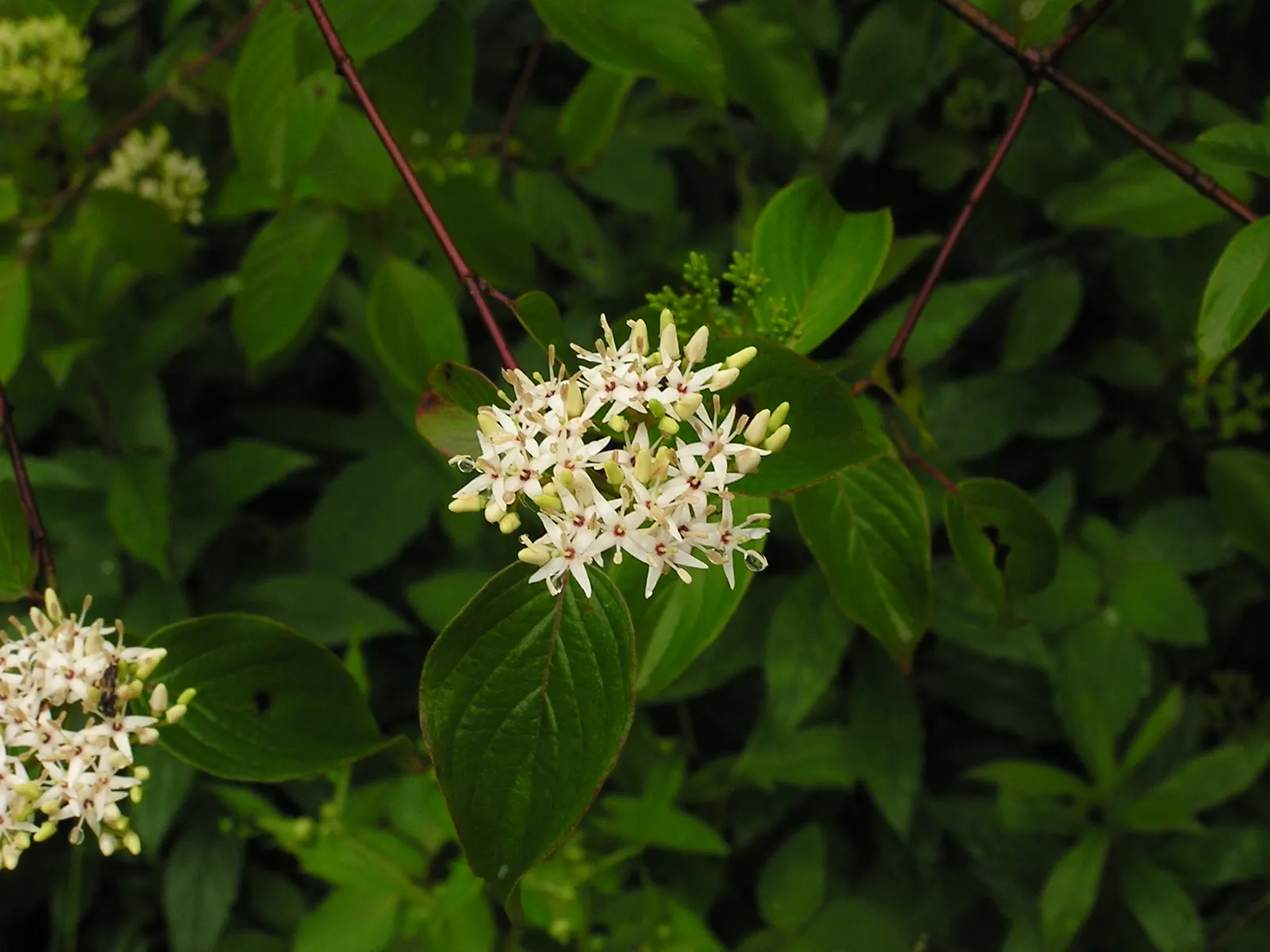 Silky Dogwood (Cornus Amomum) — is a deciduous shrub that exudes a rustic charm in any landscape setting