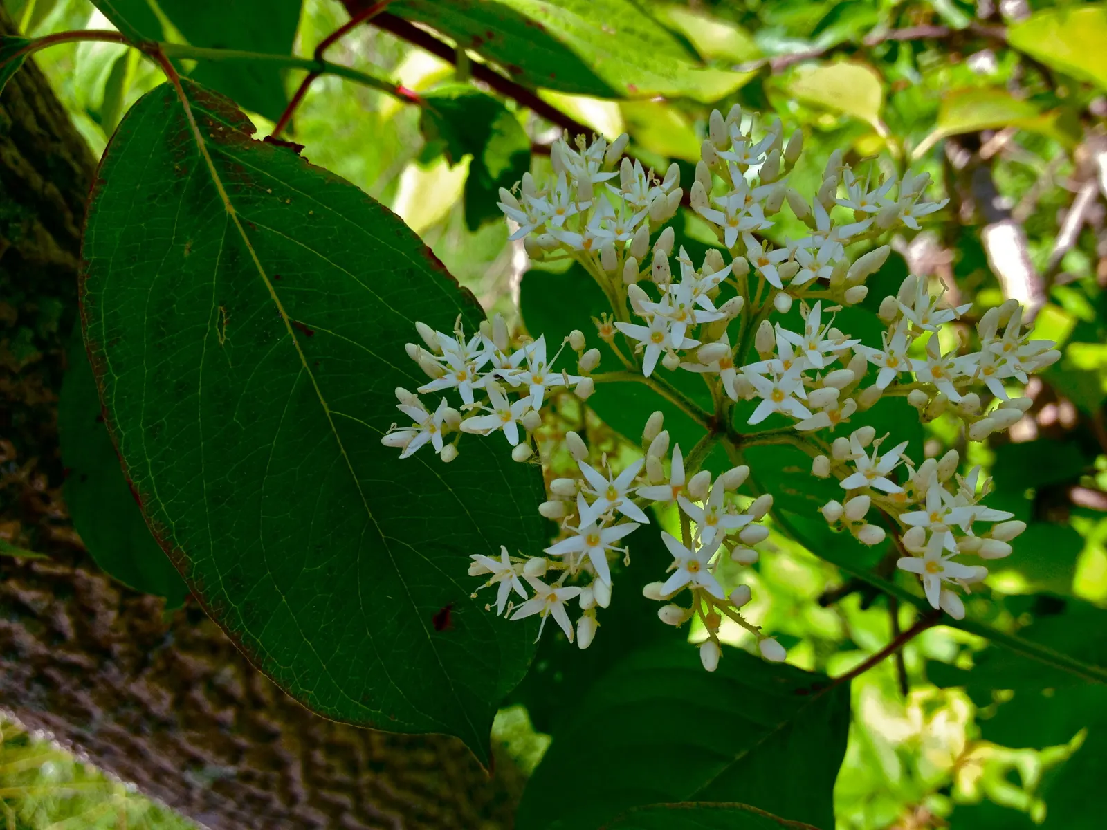 Silky Dogwood (Cornus Amomum) — followed by blue berries on red stems; deciduous shrub typically growing 6-12 feet tall with a spread of 6-12 feet
