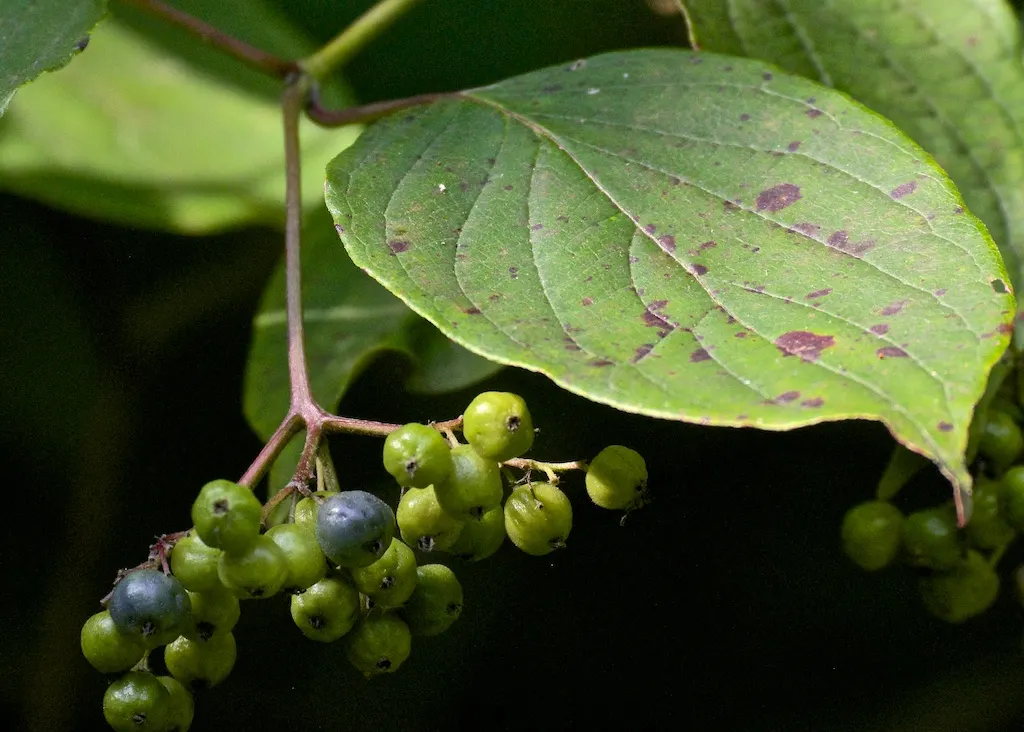 Silky Dogwood (Cornus Amomum) — This hardy plant showcases flat-topped white flower clusters in late spring