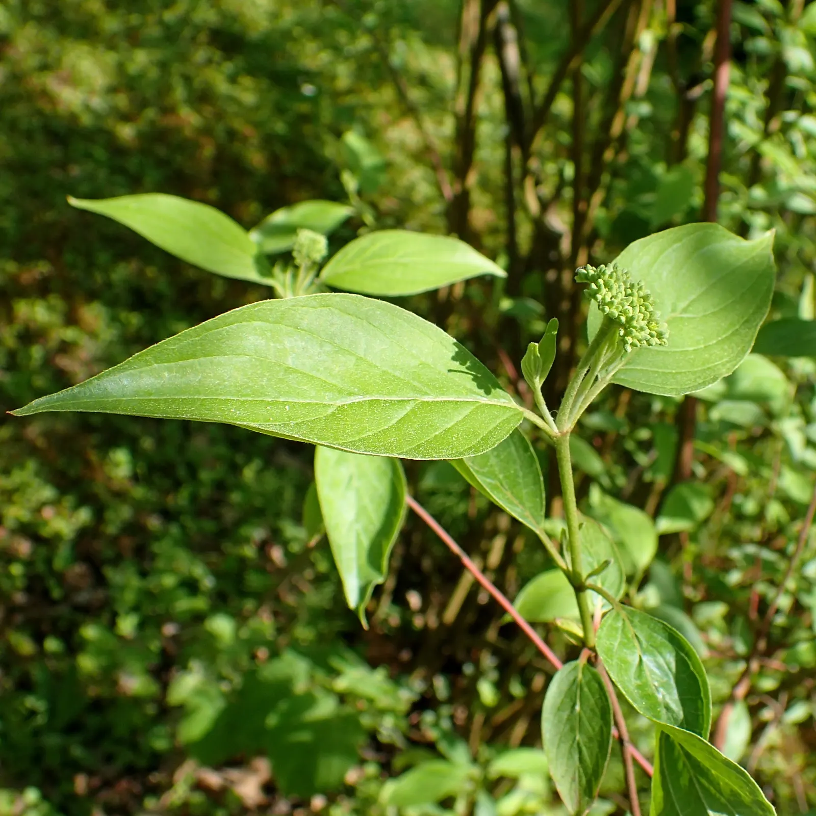 Silky Dogwood (Cornus Amomum) — Ideal for naturalizing in moist areas