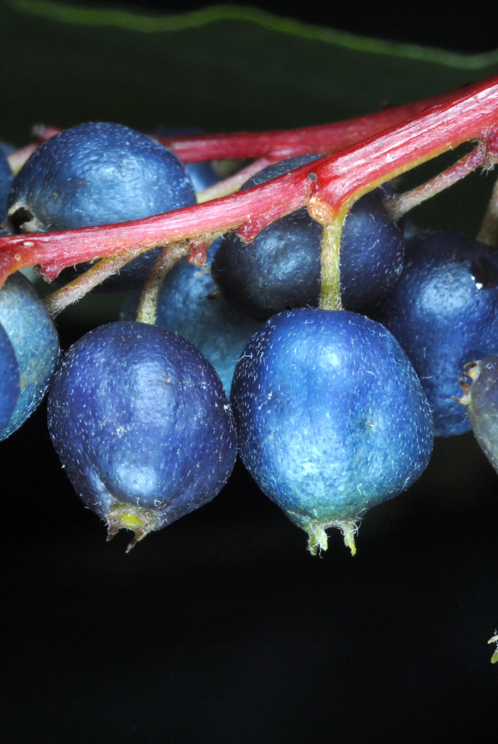 Silky Dogwood (Cornus Amomum) — ensuring a low-maintenance addition to your client's garden