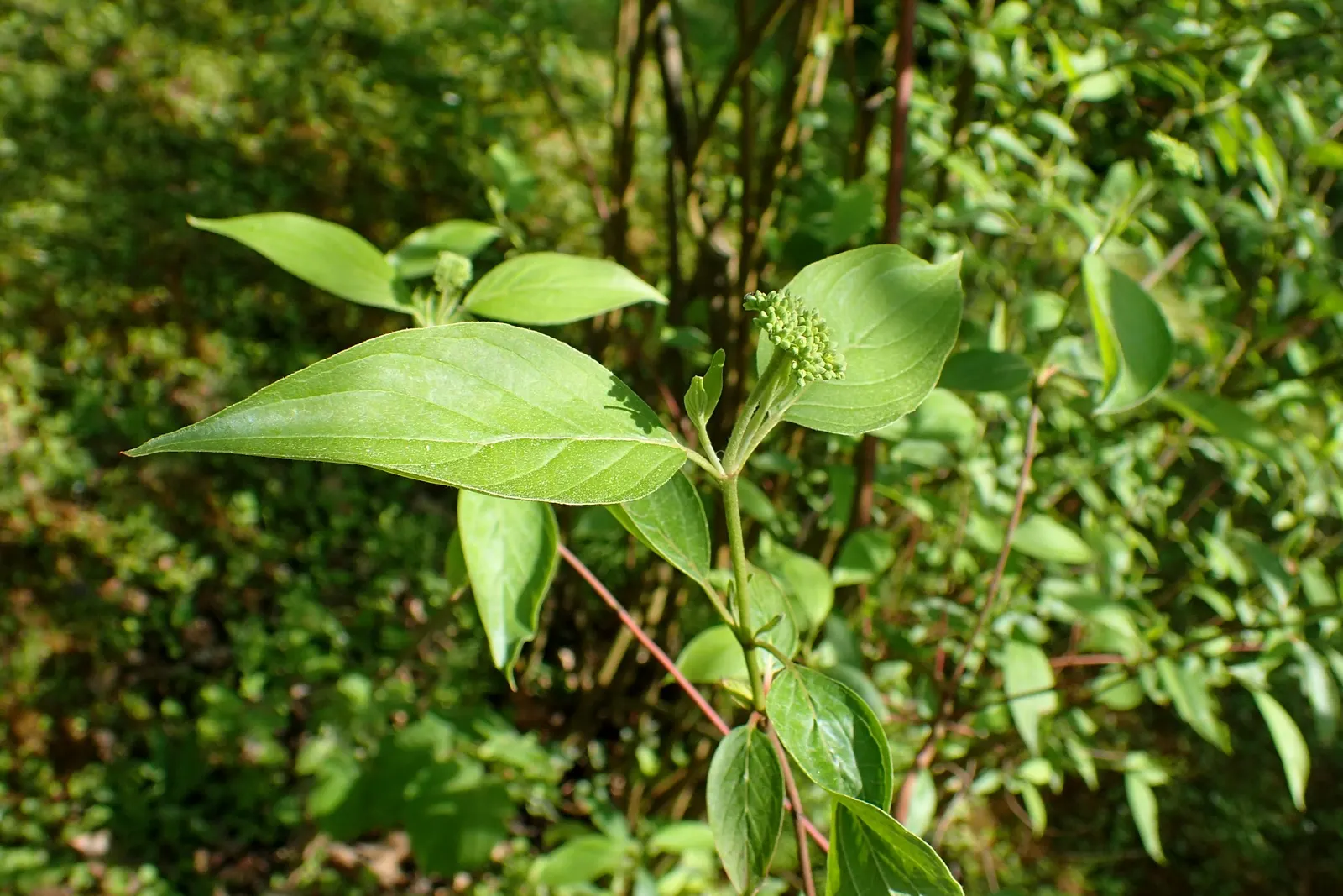 Silky Dogwood (Cornus Amomum) — followed by blue berries on red stems