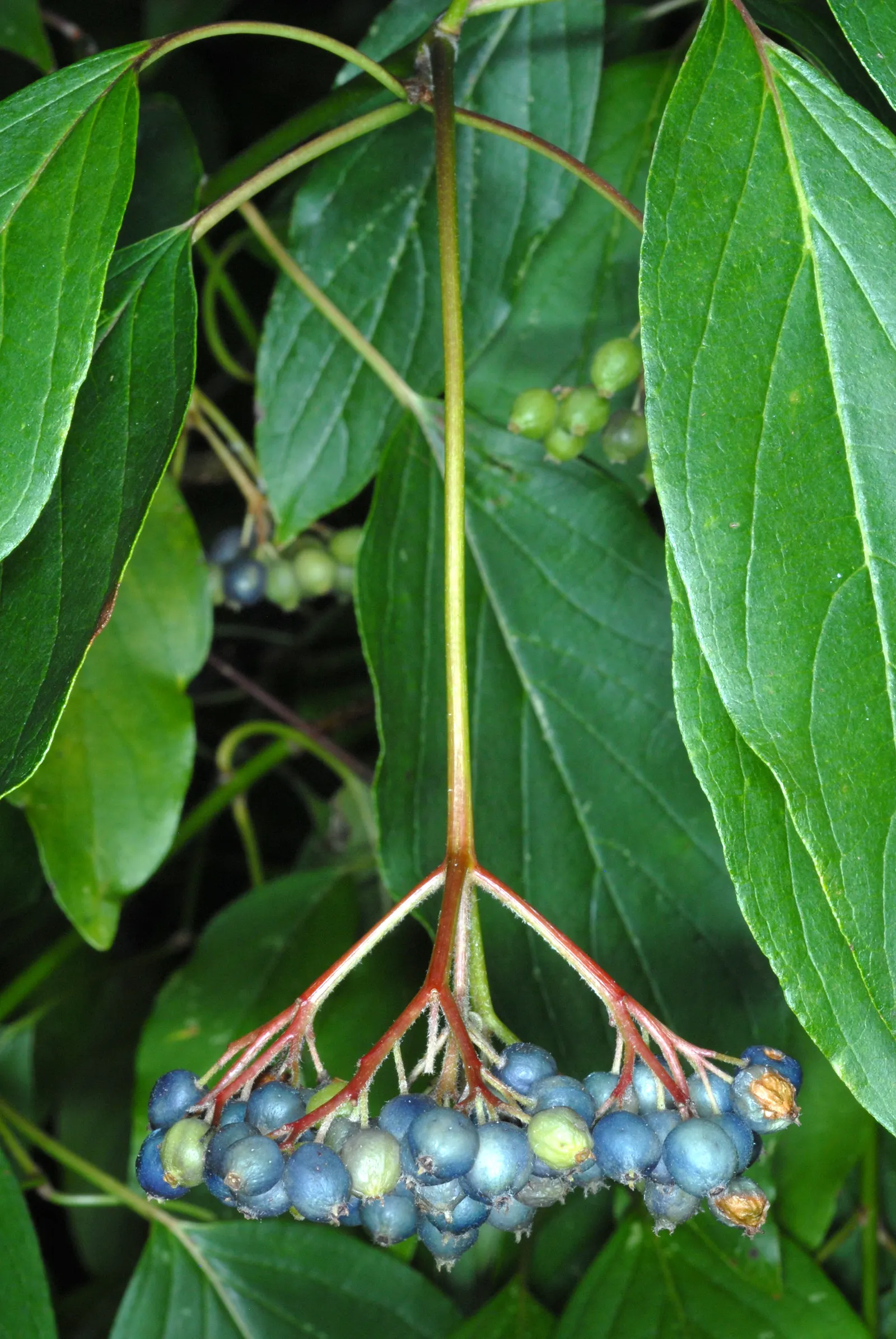 Silky Dogwood (Cornus Amomum) — These berries are not only visually appealing but serve as a vital food source for local bird populations