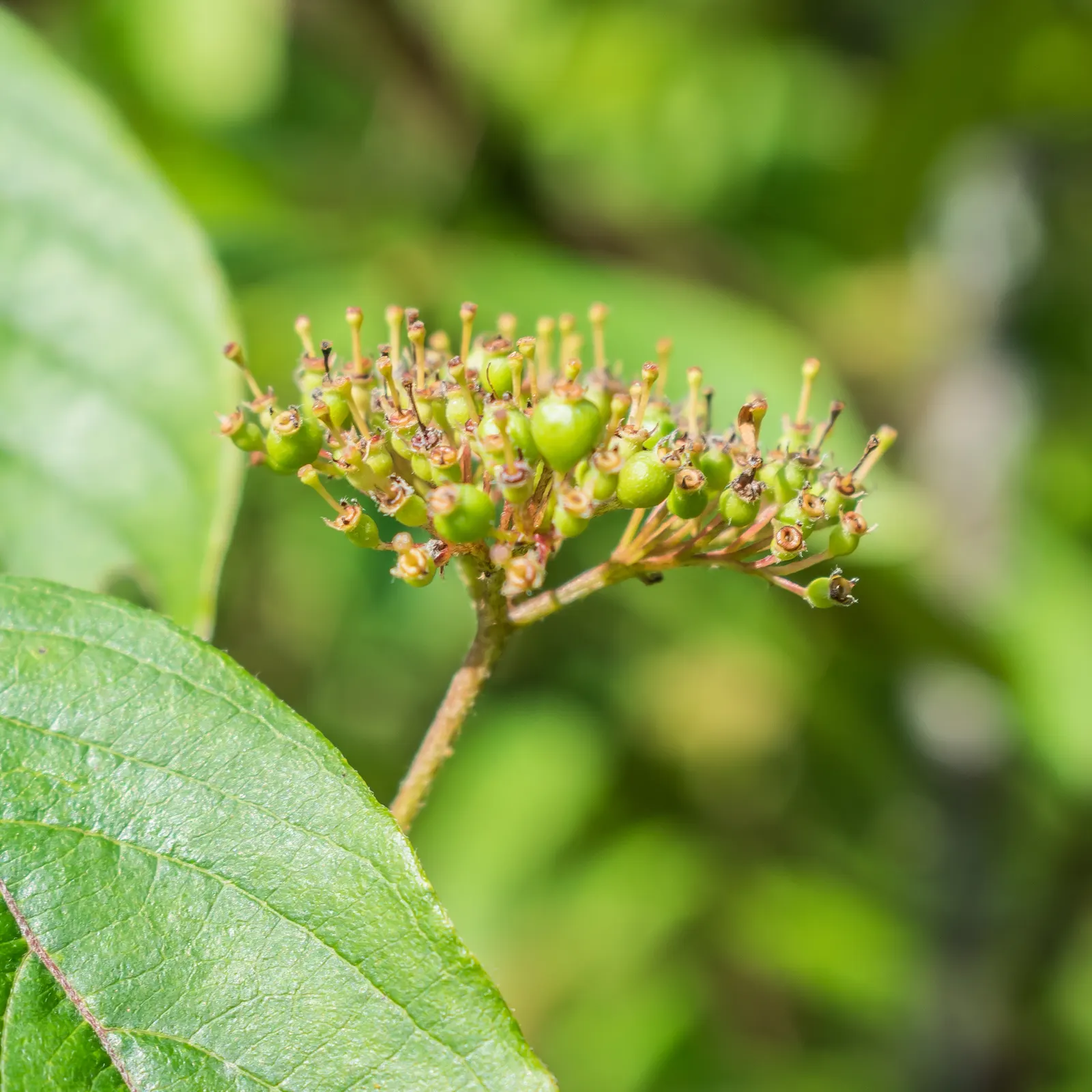 Silky Dogwood (Cornus Amomum) — shrub with white blooms