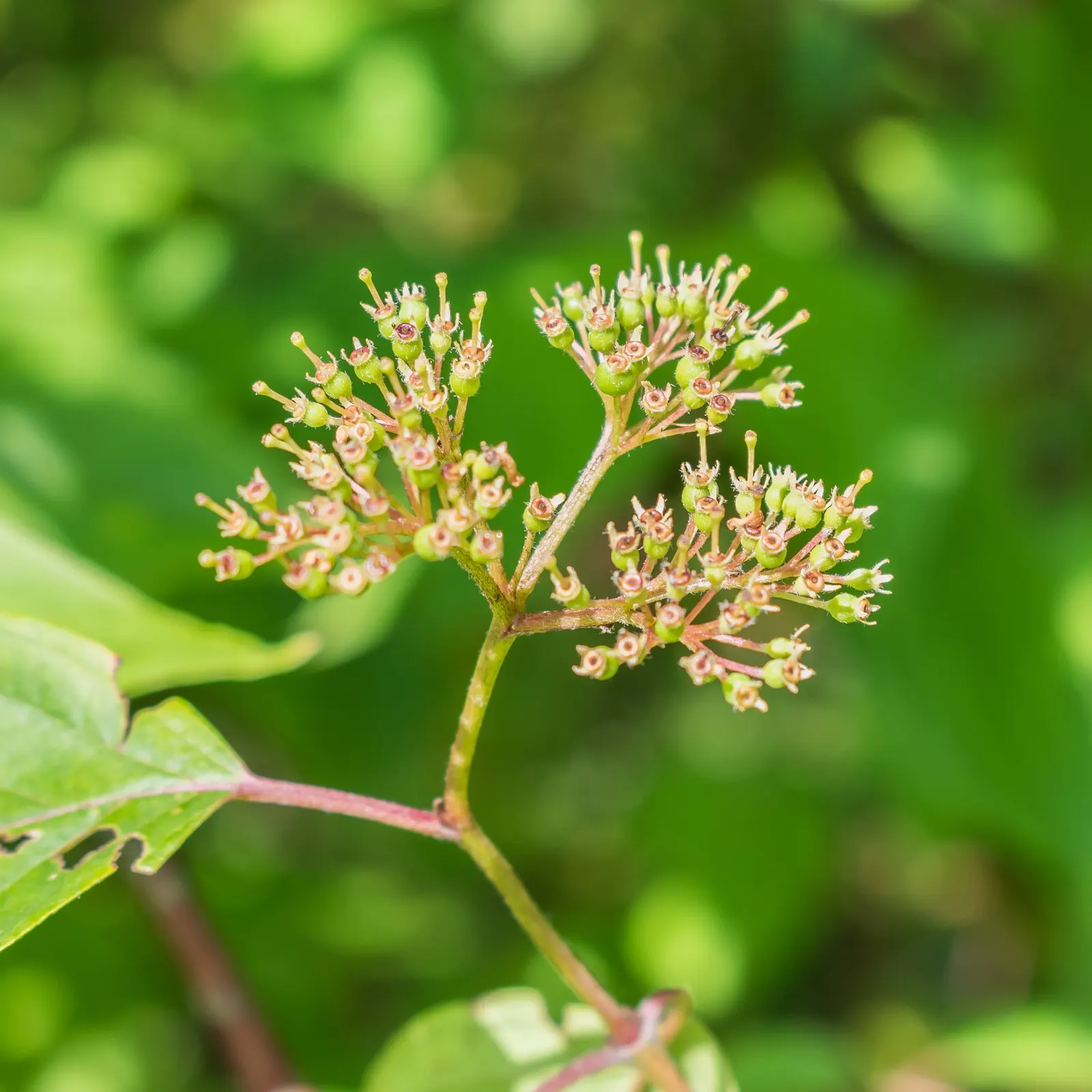 Silky Dogwood (Cornus Amomum) — This hardy plant showcases flat-topped white flower clusters in late spring; well-drained soils and exhibits optimal growth in