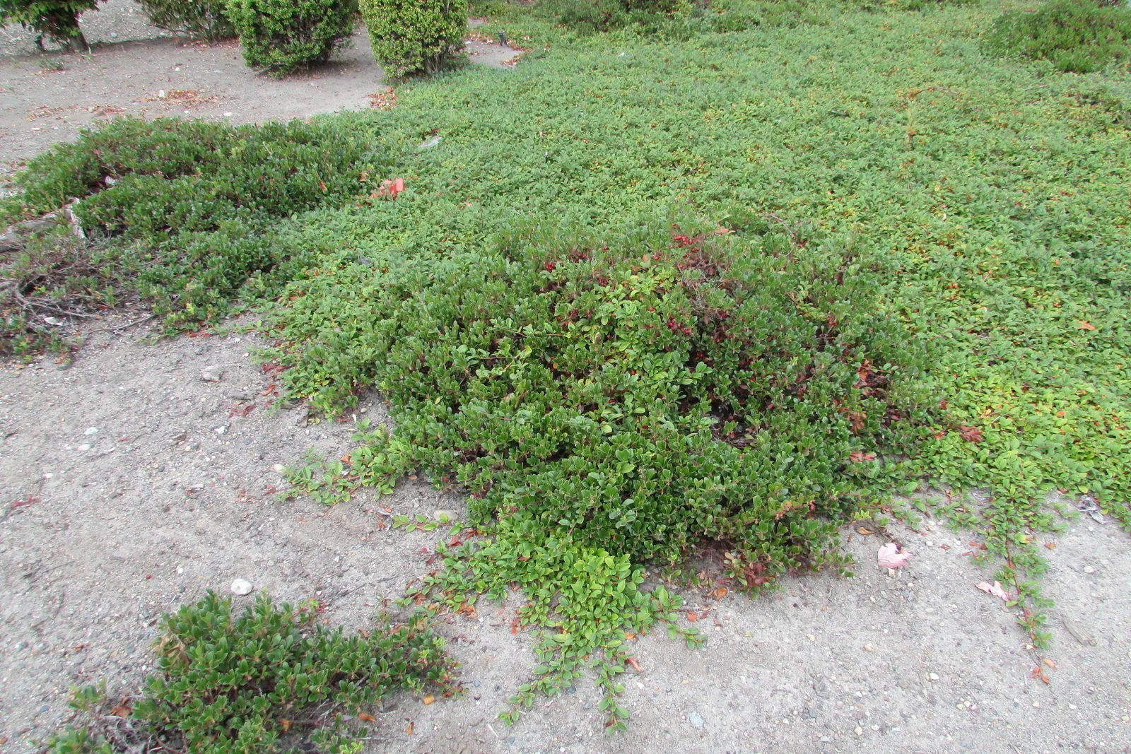 Silky Dogwood (Cornus Amomum) — Thrives in zones 5-9, with full sun to part shade