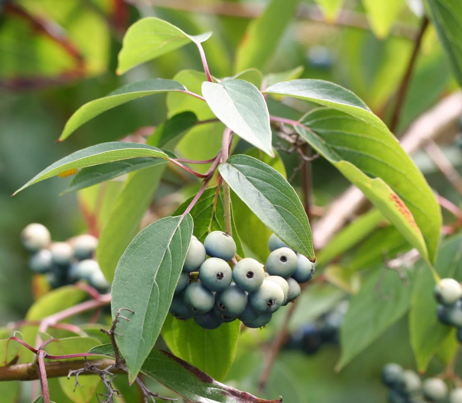 Silky Dogwood (Cornus Amomum) — attracting birds and wildlife