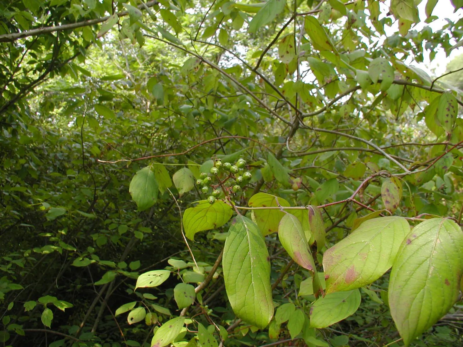 Silky Dogwood (Cornus Amomum) — white flowers in the garden