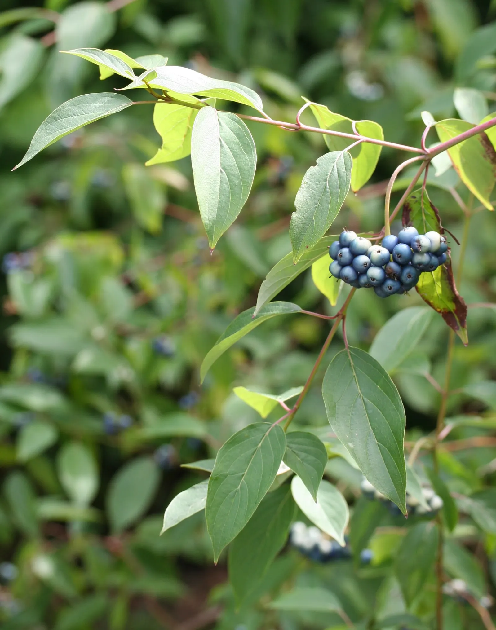 Silky Dogwood (Cornus Amomum) — the foliage transitions to a vibrant display of purple or red before shedding