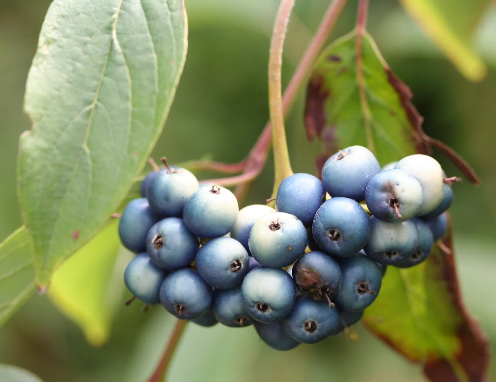 Silky Dogwood (Cornus Amomum) — Add for four-season interest and wildlife habitat