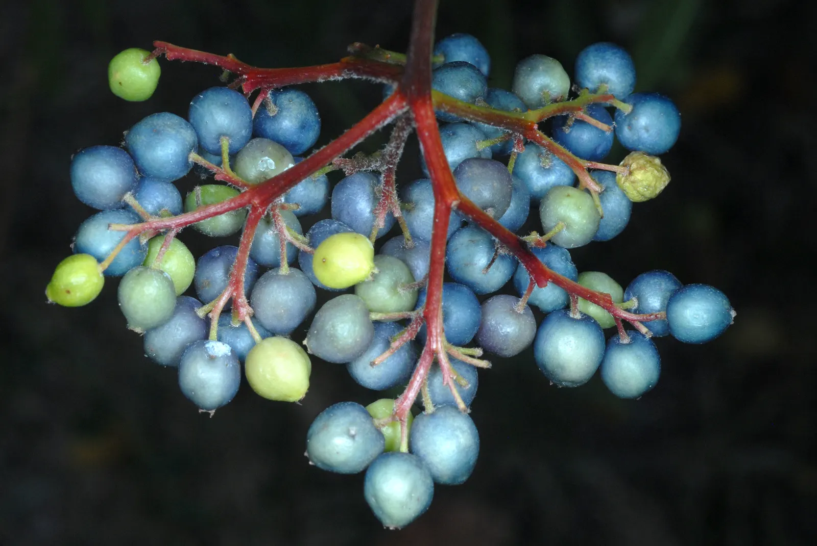 Silky Dogwood (Cornus Amomum) — Silky Dogwood (Cornus amomum) is a native