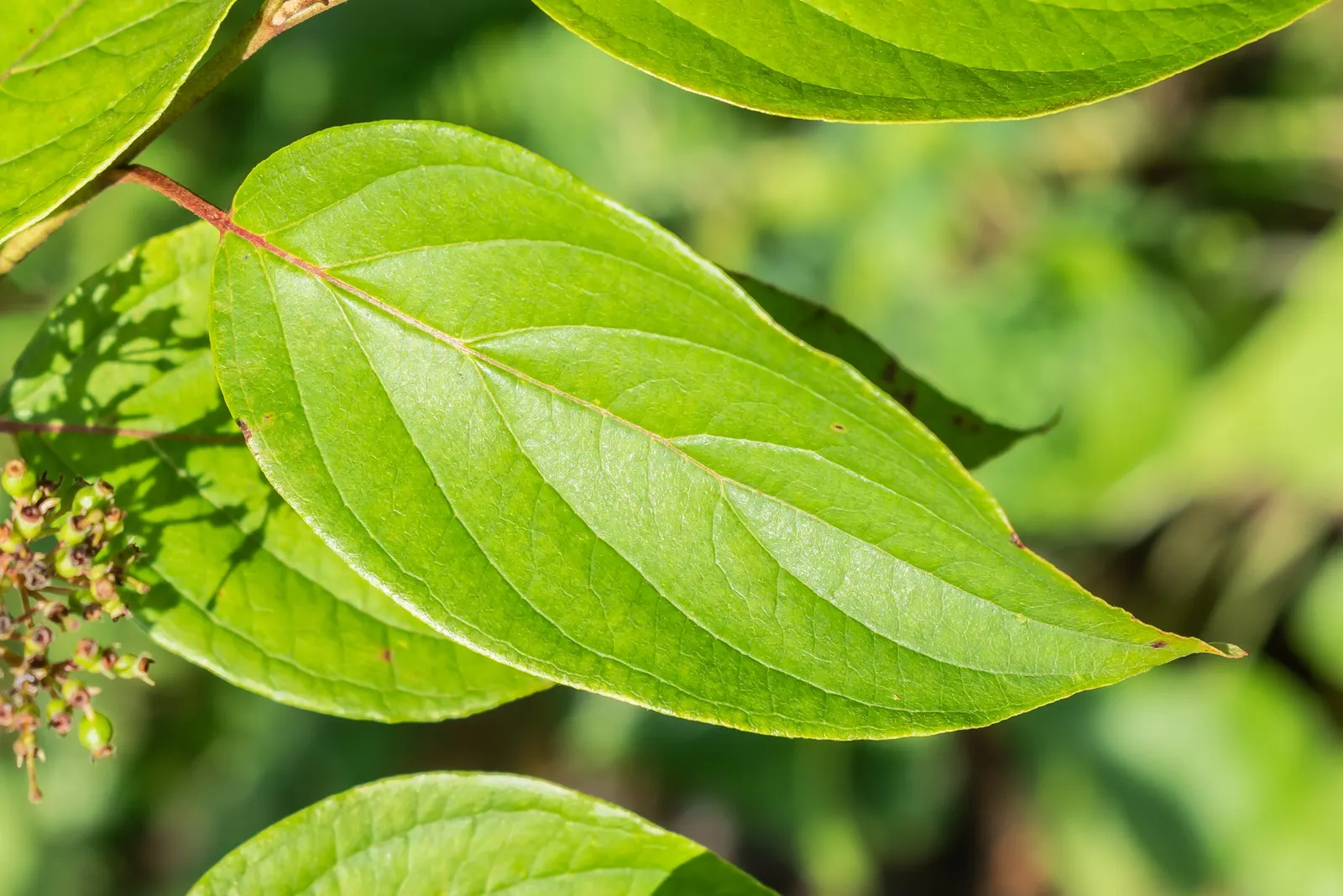 Silky Dogwood (Cornus Amomum) — deciduous shrub typically growing 6-12 feet tall with a spread of 6-12 feet; is a deciduous shrub that exudes a rustic charm in