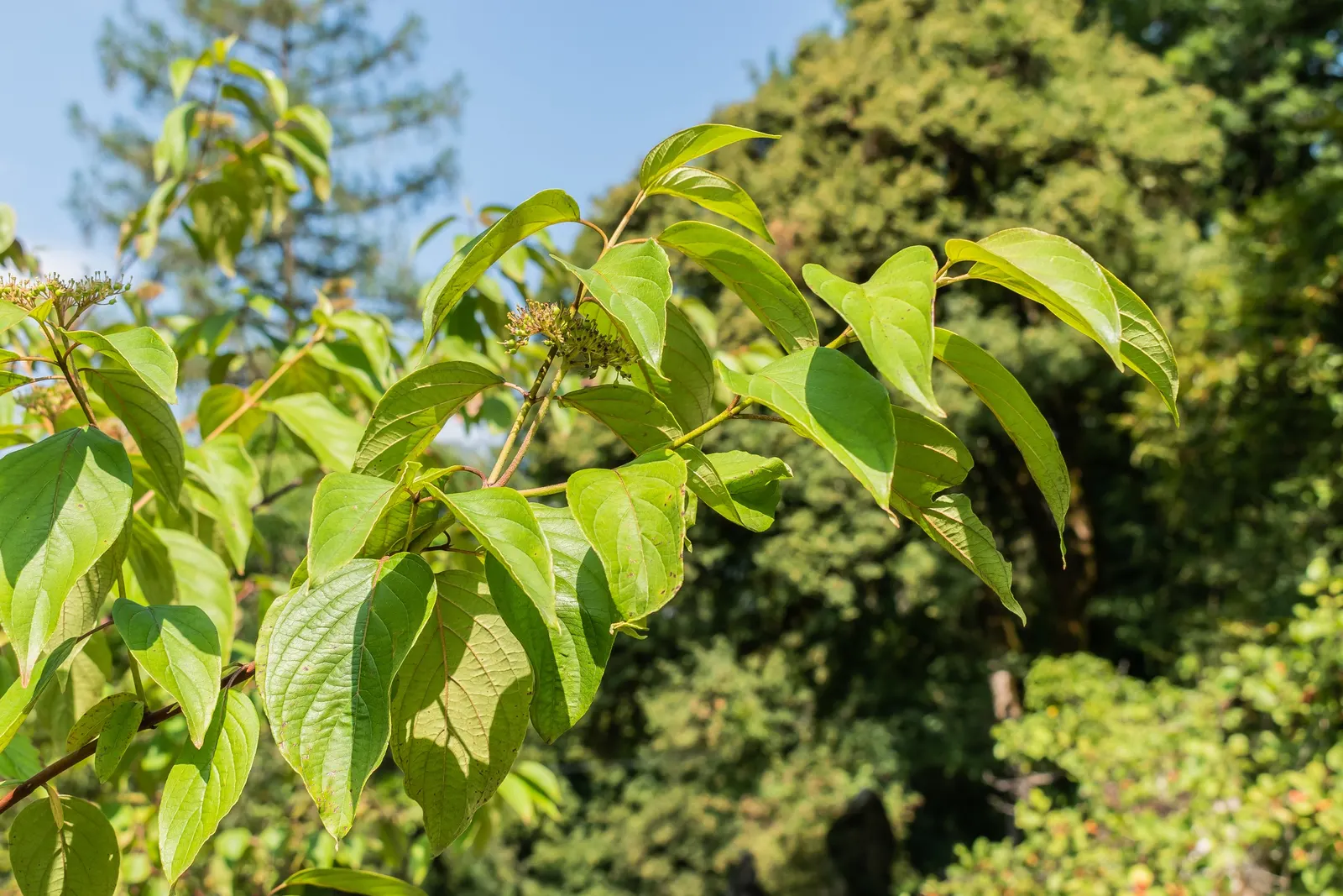 Silky Dogwood (Cornus Amomum) — shrub for full or half or shade