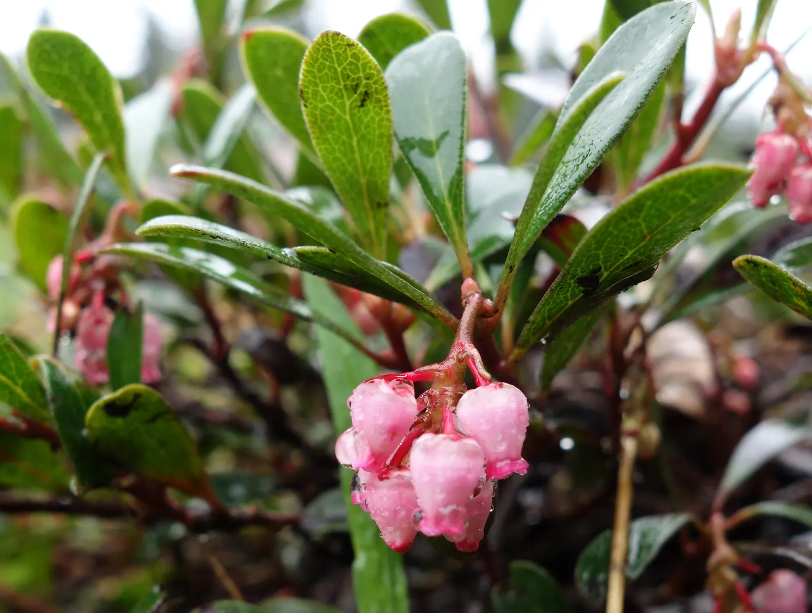 Silky Dogwood (Cornus Amomum) — It is hardy in USDA zones 4 through 9