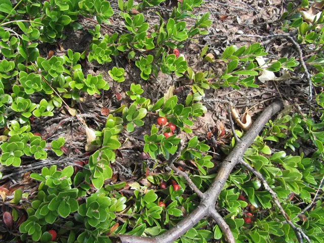 Silky Dogwood (Cornus Amomum) — Silky Dogwood (Cornus amomum) is a native; followed by blue berries on red stems