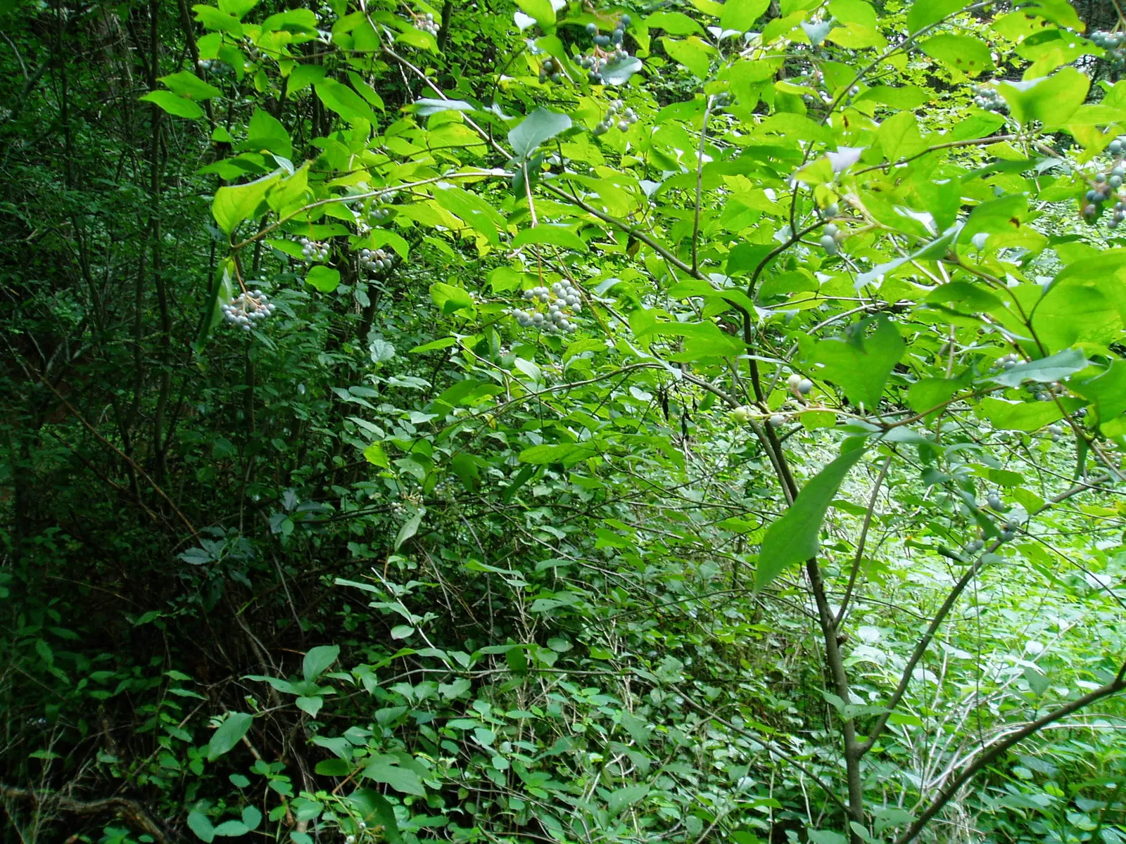 Silky Dogwood (Cornus Amomum) — blue to white drupes in late summer
