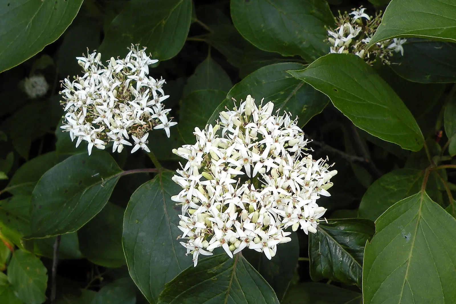 Silky Dogwood (Cornus Amomum) — enhancing the ecological value of your design.<br><br>The Silky Dogwood thrives in moist