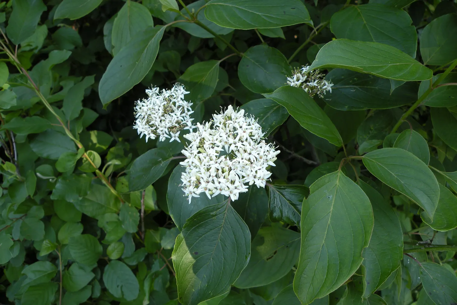 Silky Dogwood (Cornus Amomum) — yellowish-white flowers which mature into eye-catching