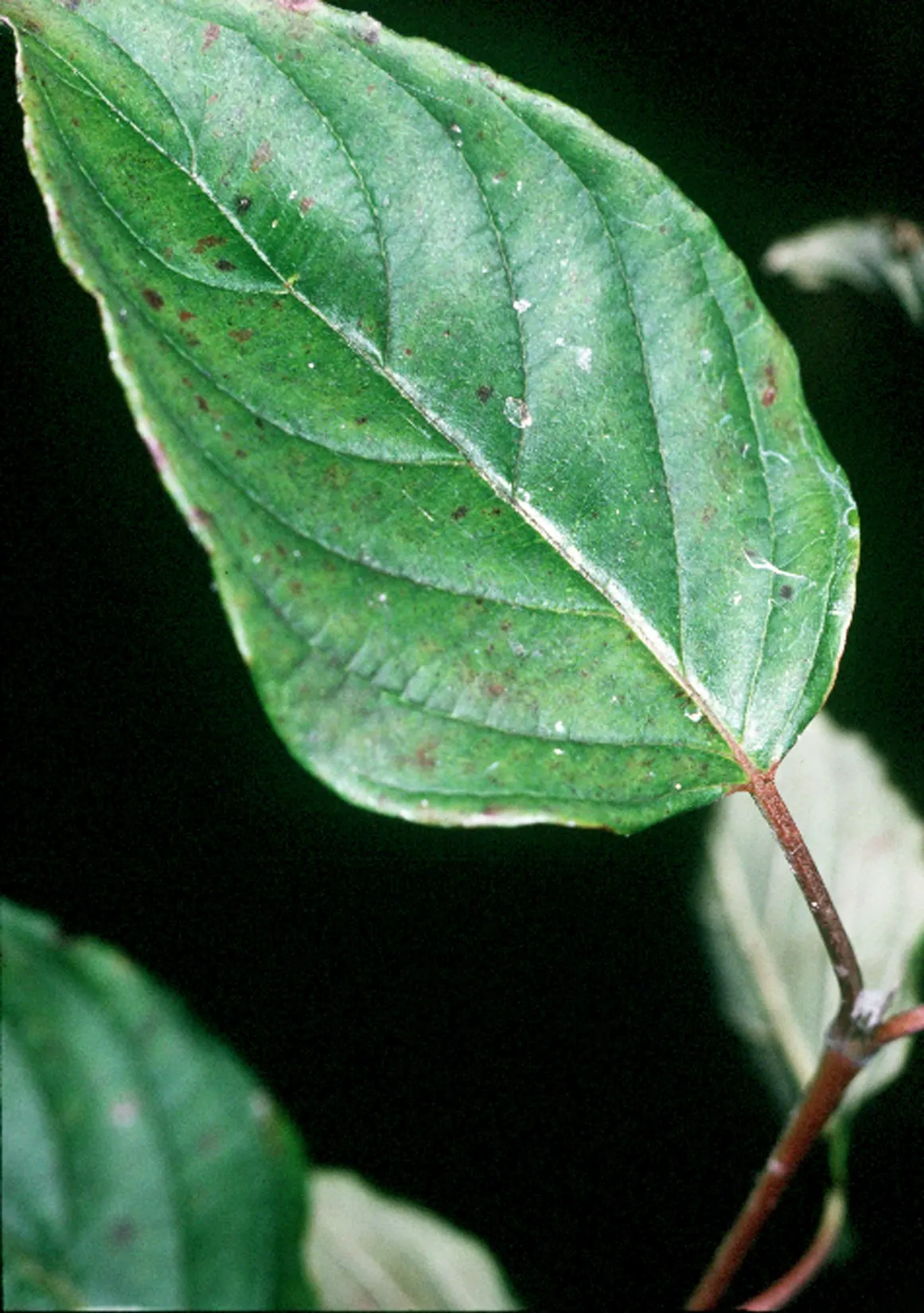 Silky Dogwood (Cornus Amomum) — Oval leaves turn purplish-red in fall
