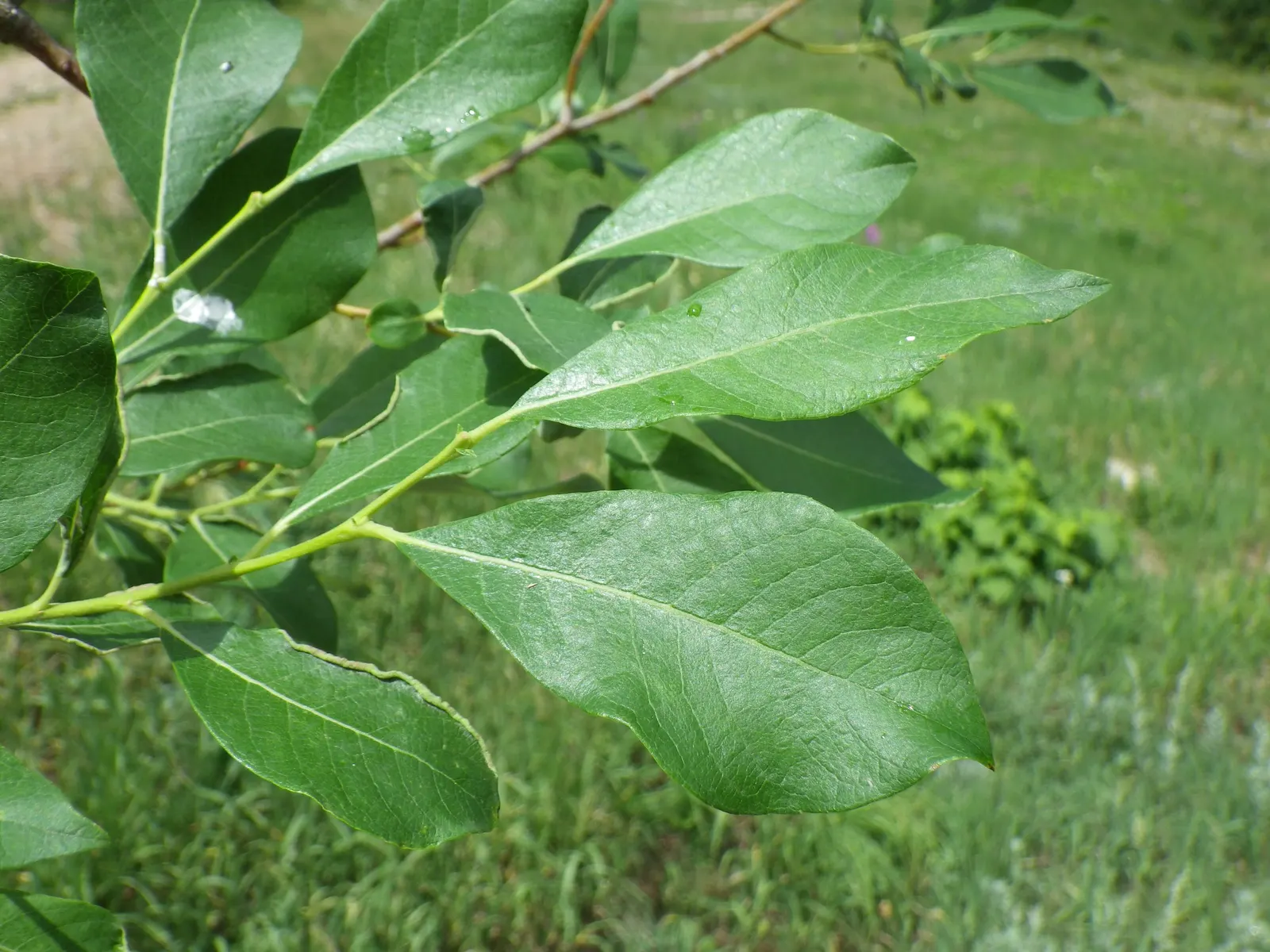 Scouler's Willow (Salix Scouleriana) — Typically reaching heights of 12 to 40 feet with a spread of 10 to 30 feet