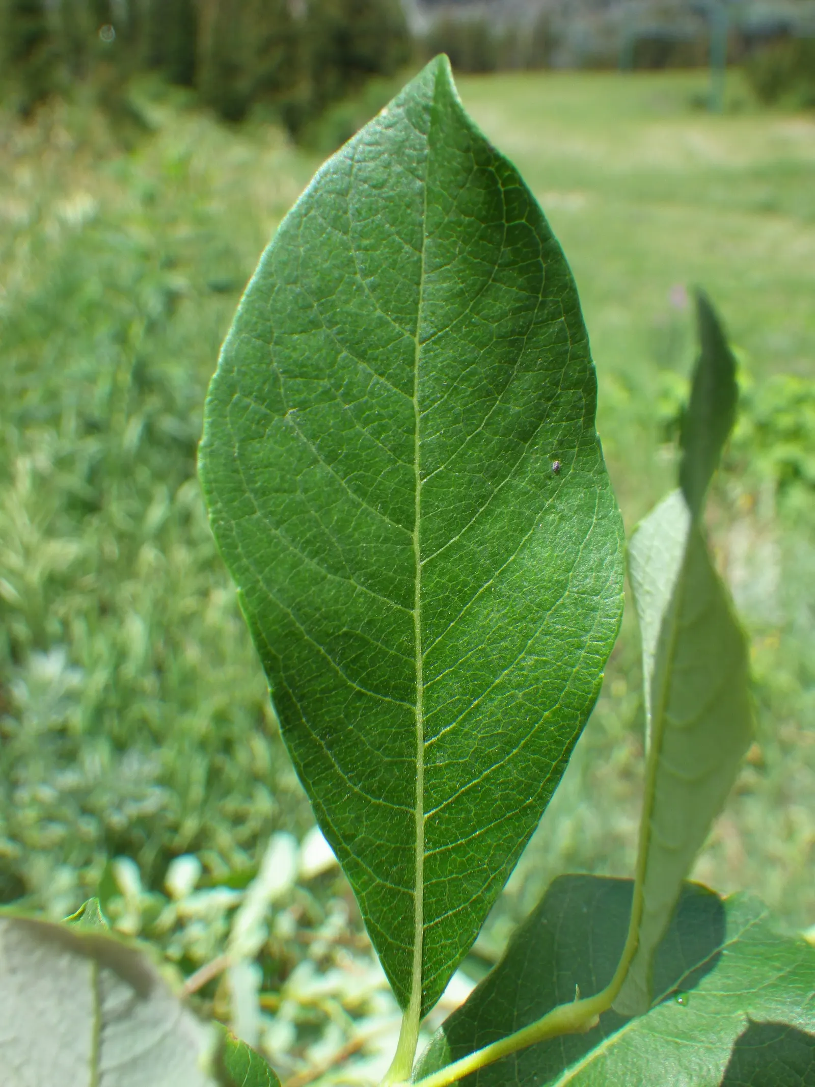 Scouler's Willow (Salix Scouleriana) — The Scouler's Willow is especially notable for its catkins - fluffy