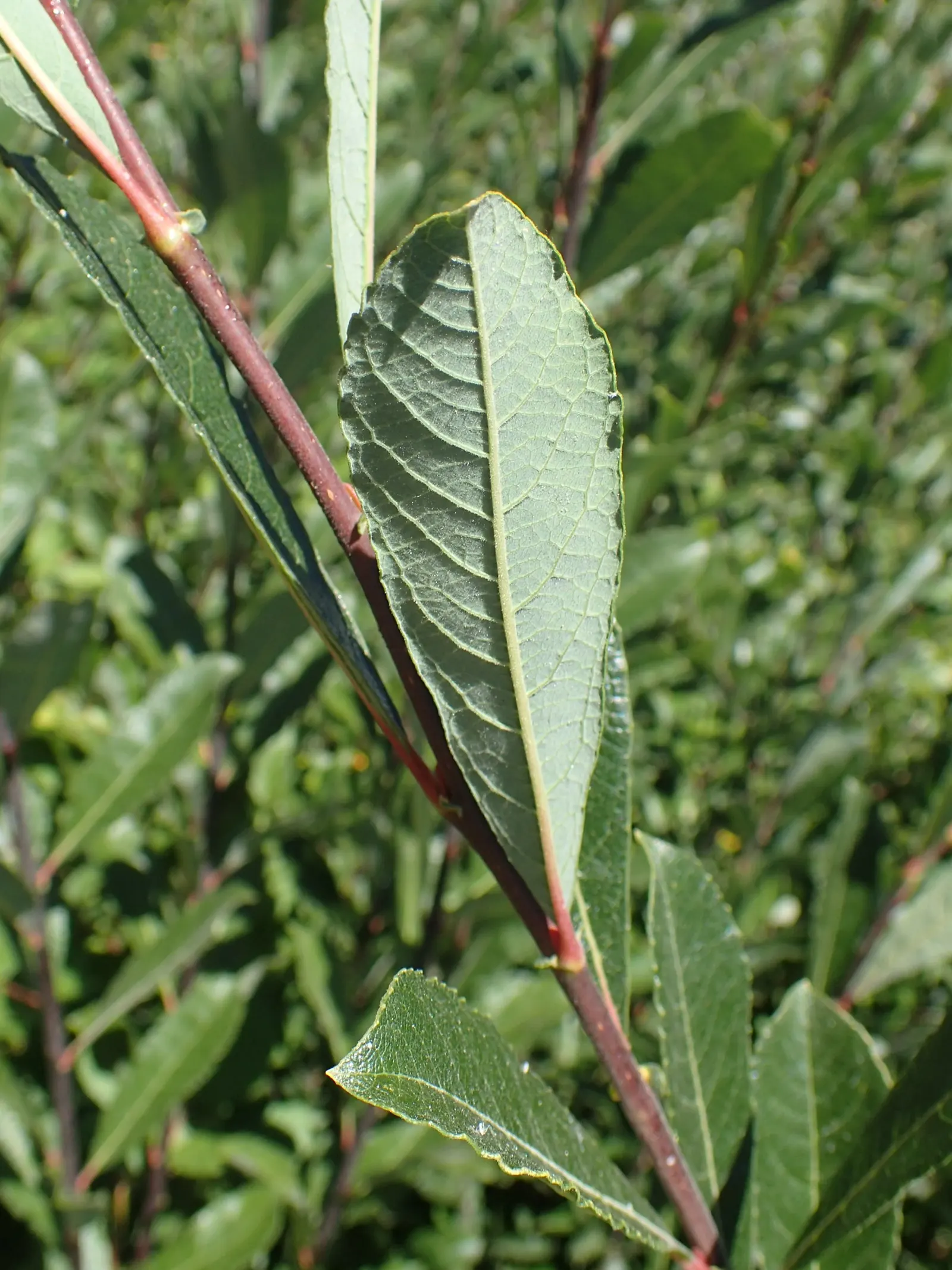 Scouler's Willow (Salix Scouleriana) — scientifically named Salix scouleriana