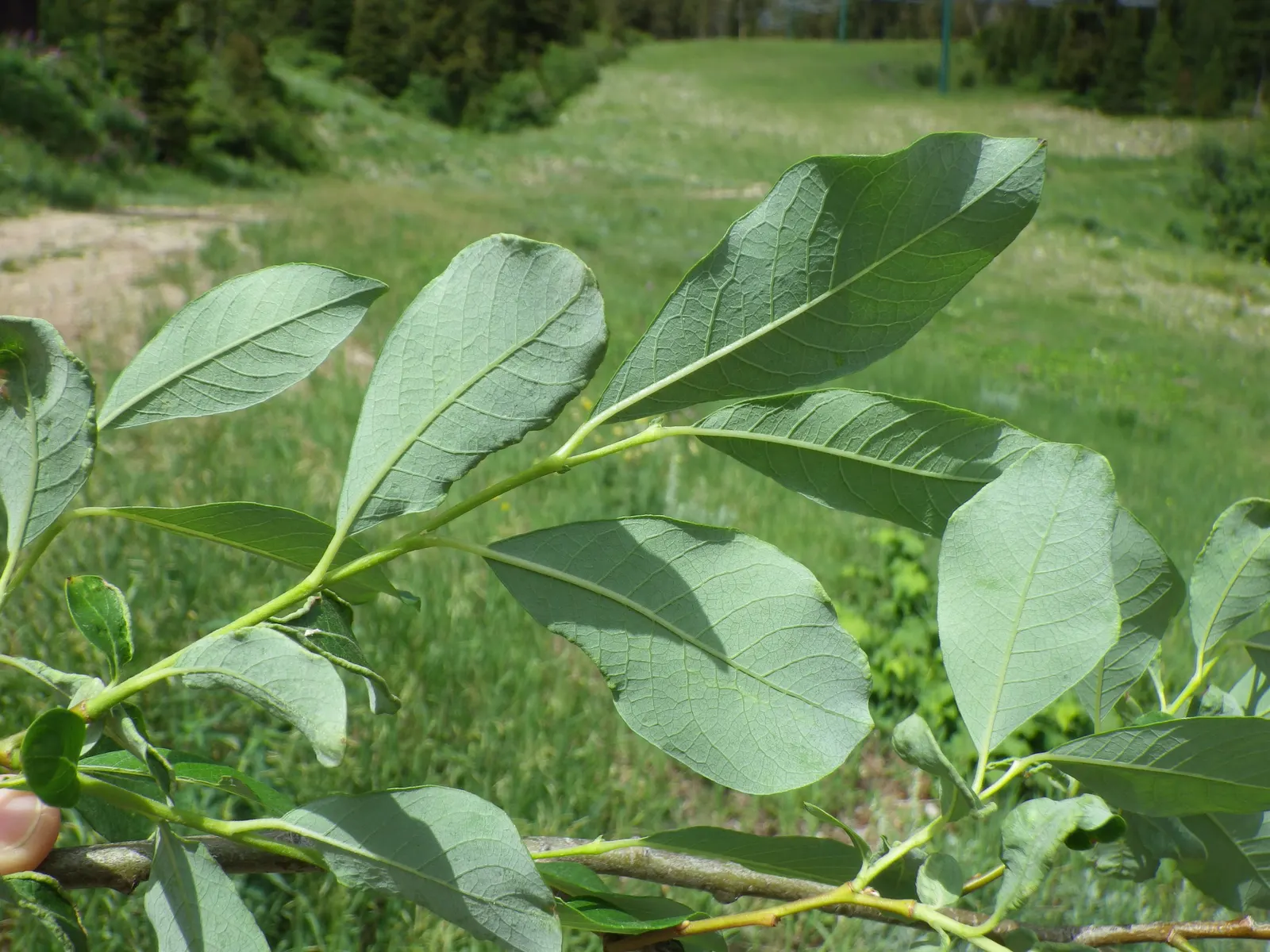 Scouler's Willow (Salix Scouleriana) — particularly in the western regions
